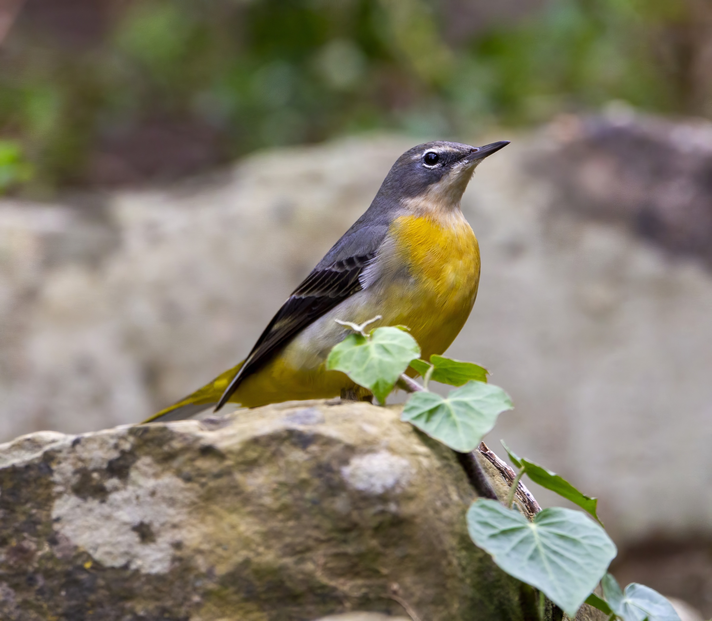 GreyWagtail Nov2010 Tealby GPCatley topaz enhance