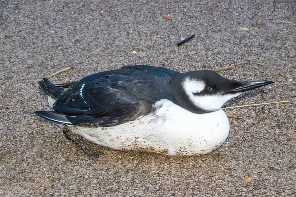 Guillemot 100119 Huttoft PAHyde topaz enhance