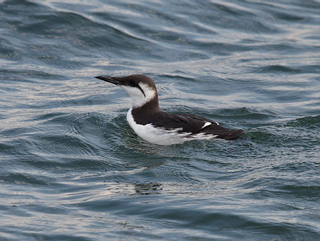 Guillemot 240906 WashPelagic DEades