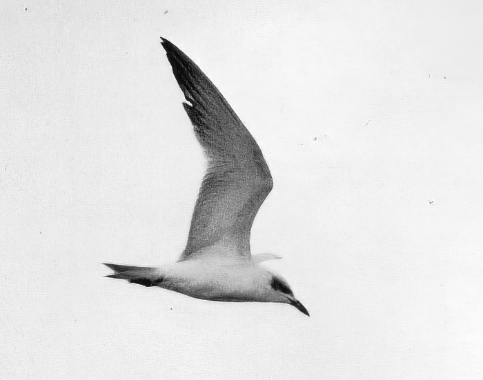 GullBilledTern Sept1972 Covenham KAtkin topaz denoise enhance