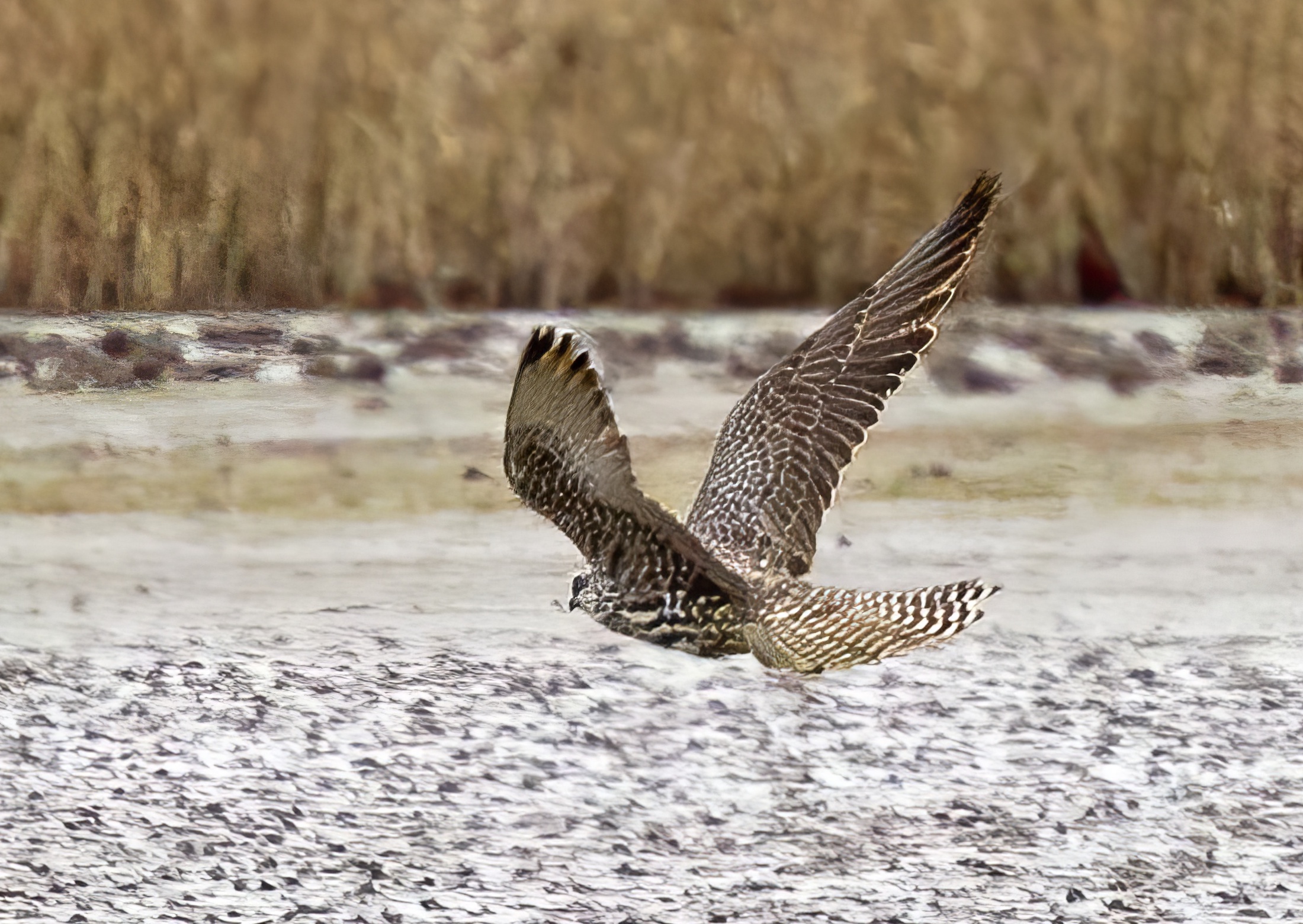 GyrFalcon1 100314 ReadsIsland GPCatley topaz enhance
