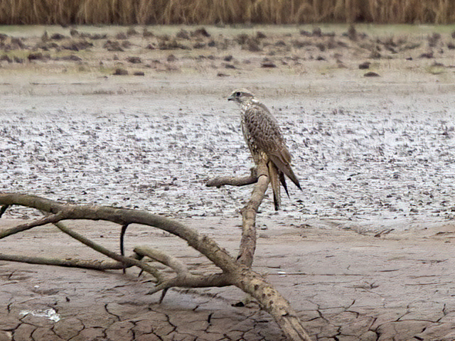 GyrFalcon2 100314 ReadsIsland GPCatley SharpenAI Focus