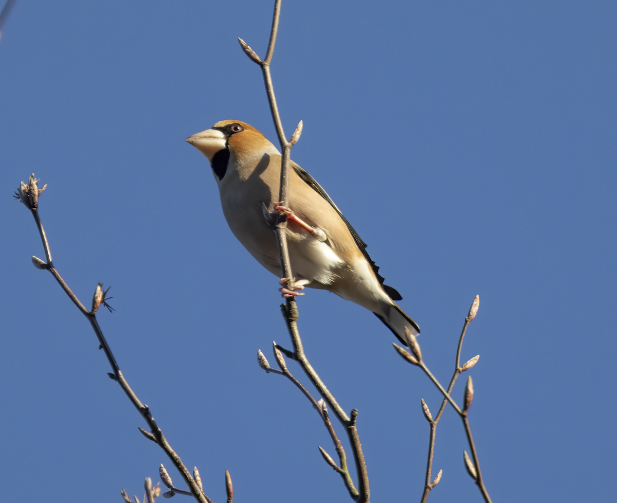 Hawfinch 261117 ForestPines G P Catley