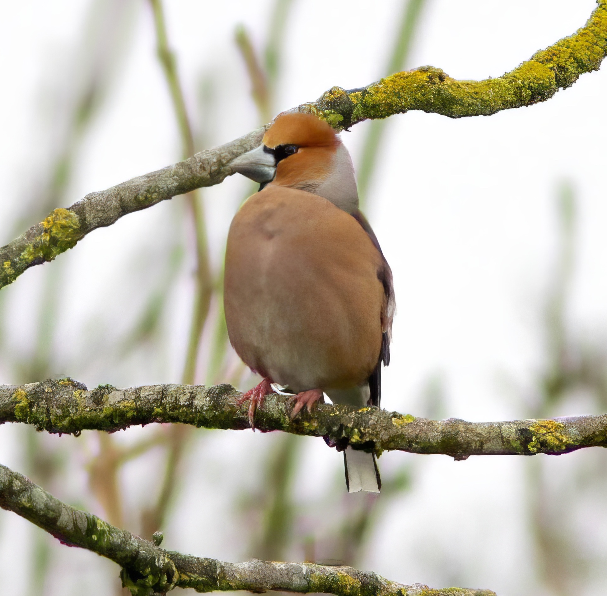 Hawfinch 270318 EastKeal PAHyde topaz enhance