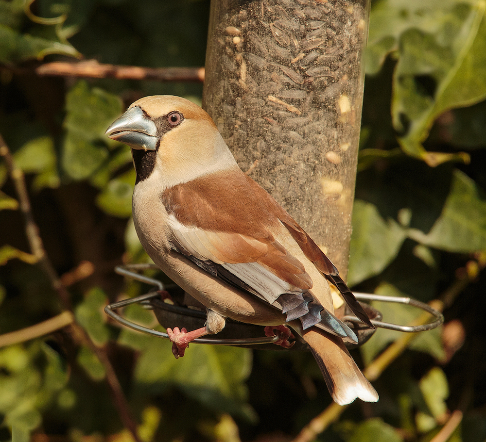 Hawfinch Saltfleetby 11.4.2015 BMC 5