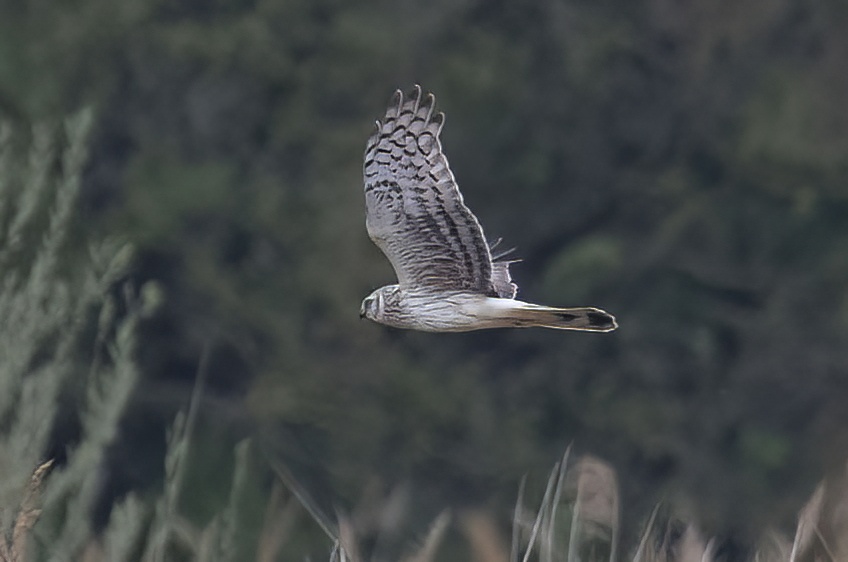 HenHarrierJuvMale2 080420 Alkborough GPCatley topaz denoise