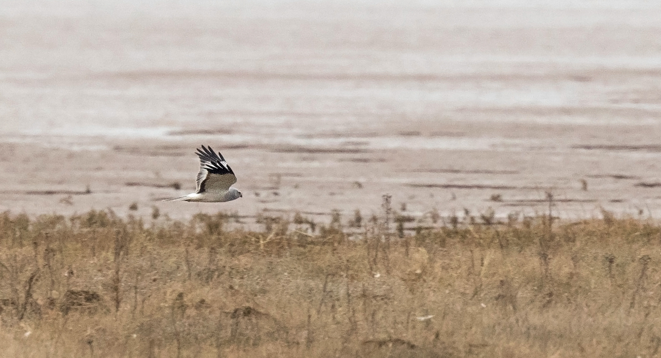 HenHarrier 220318 RAFWainfleet GPCatley