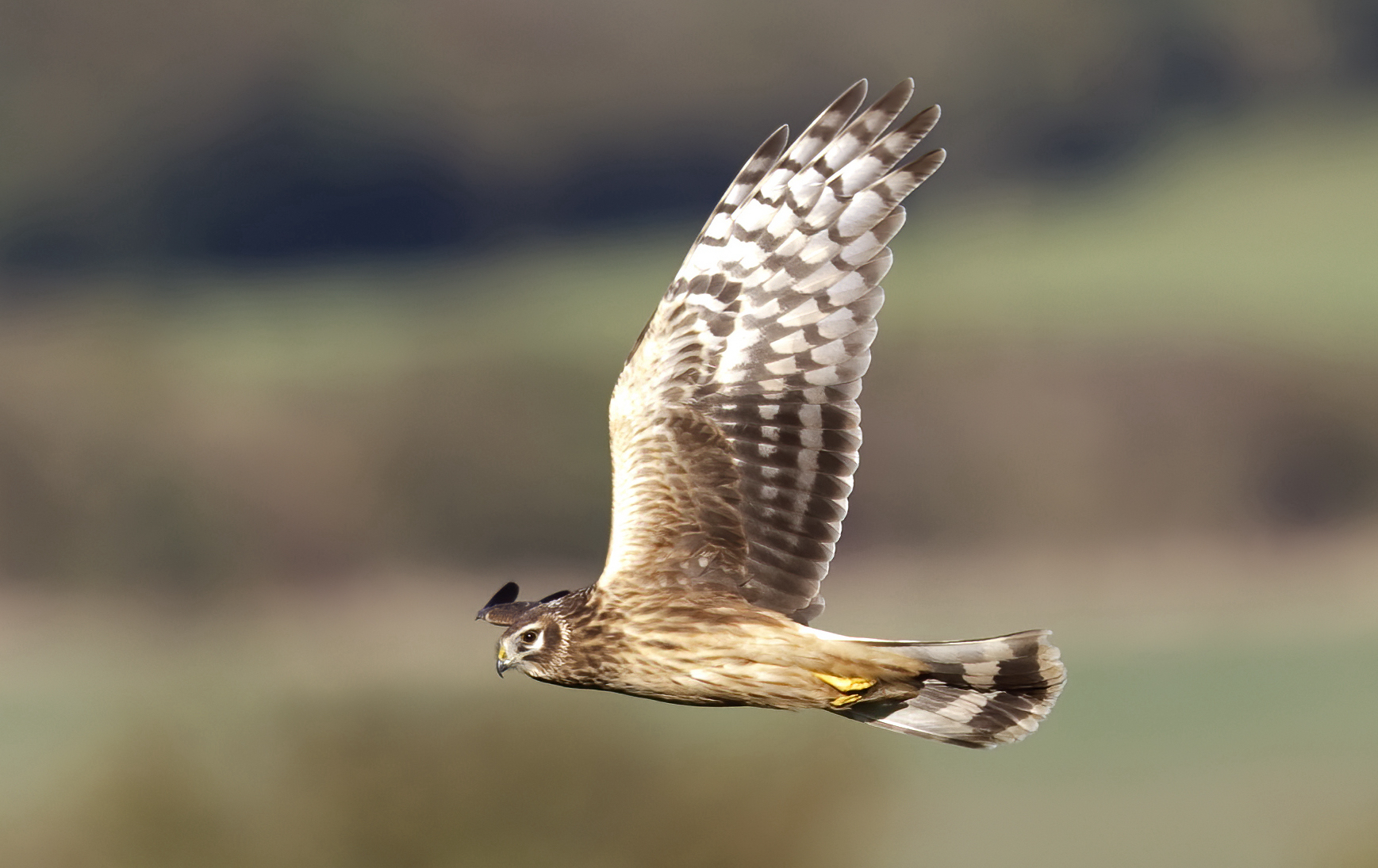 HenHarrier JuvF Oct2010 WorlabyCarrs GPCatley