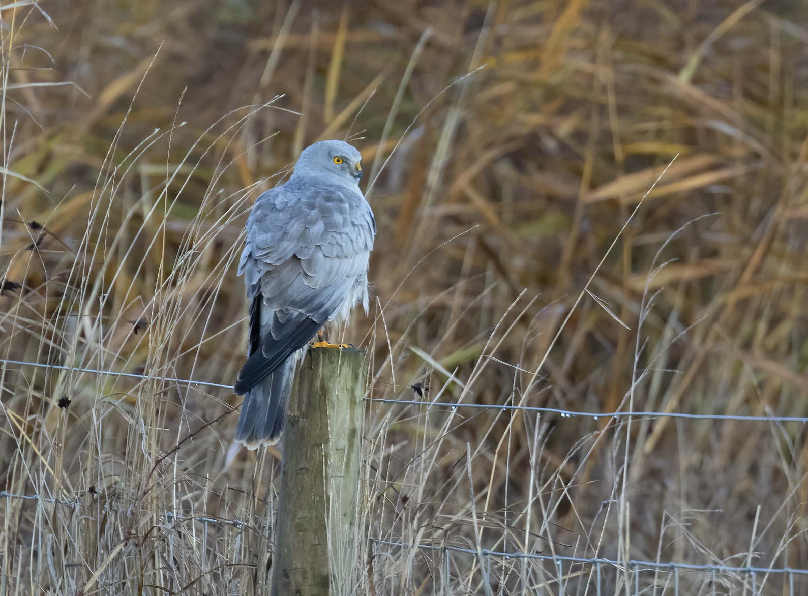HenHarrier Male Dec2018 Alkborough GPCatley