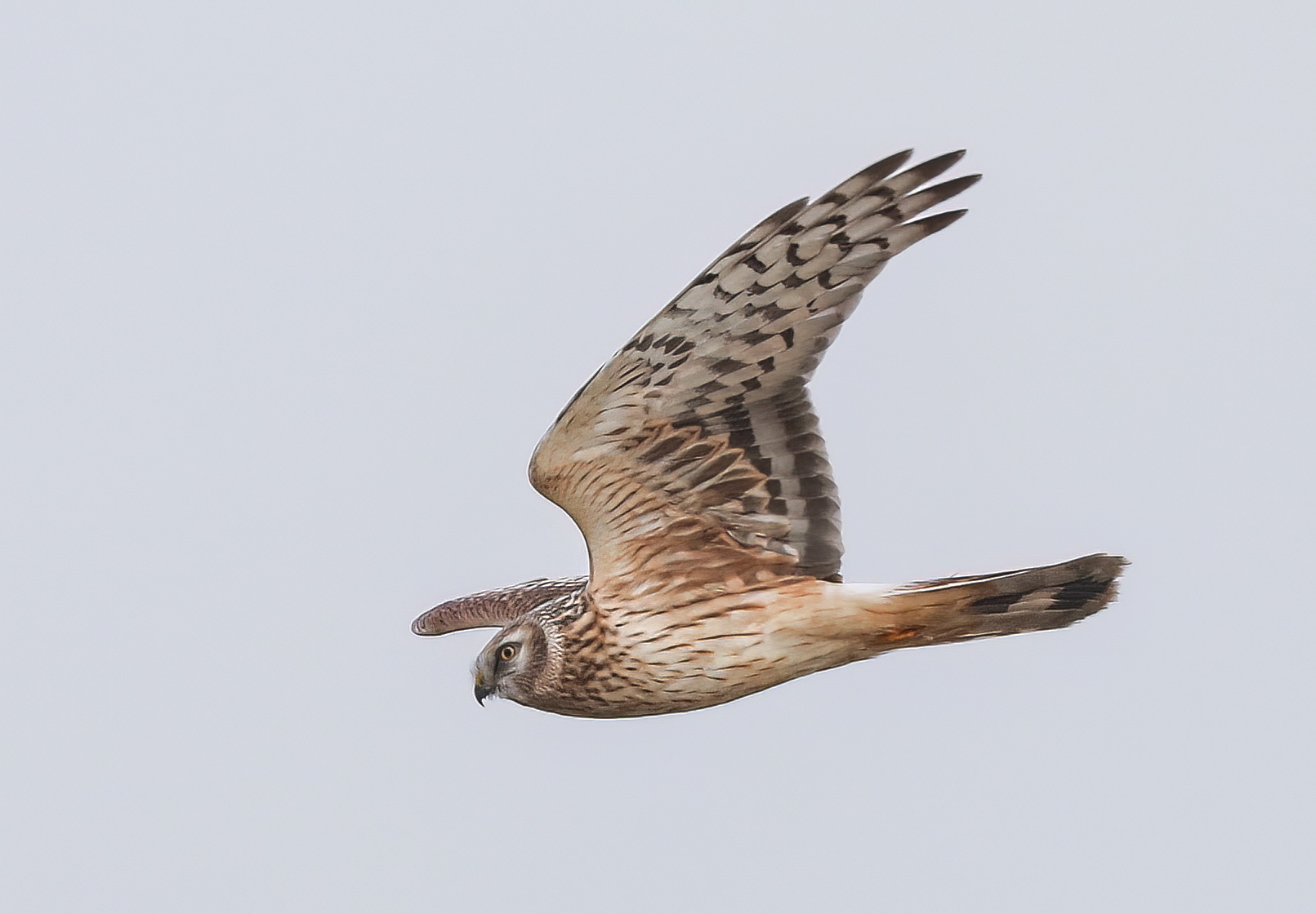 Hen Harrier 170120 Alkborough JRClarkson topaz denoise