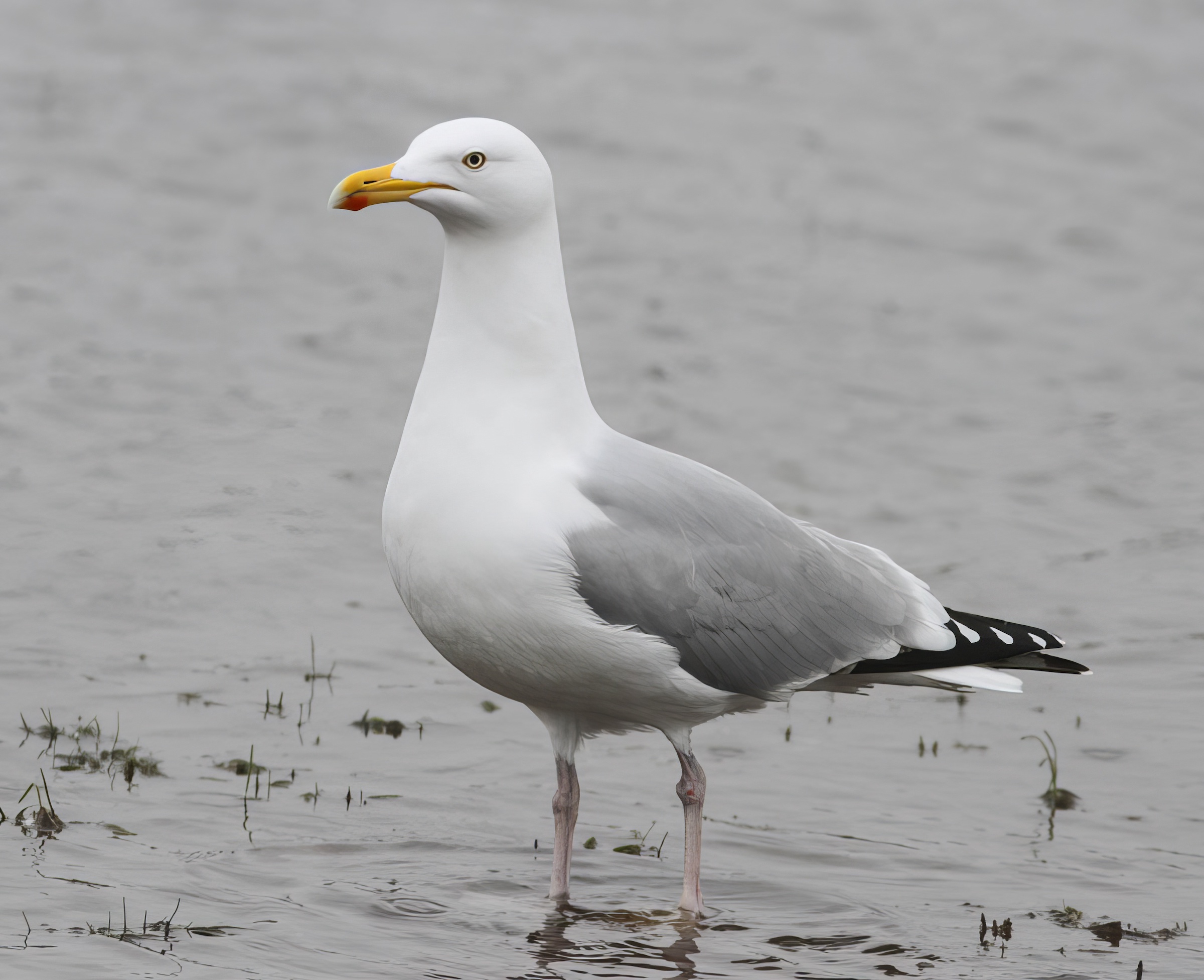 HerringGull argenteus 080418 Skegness PAHyde topaz enhance