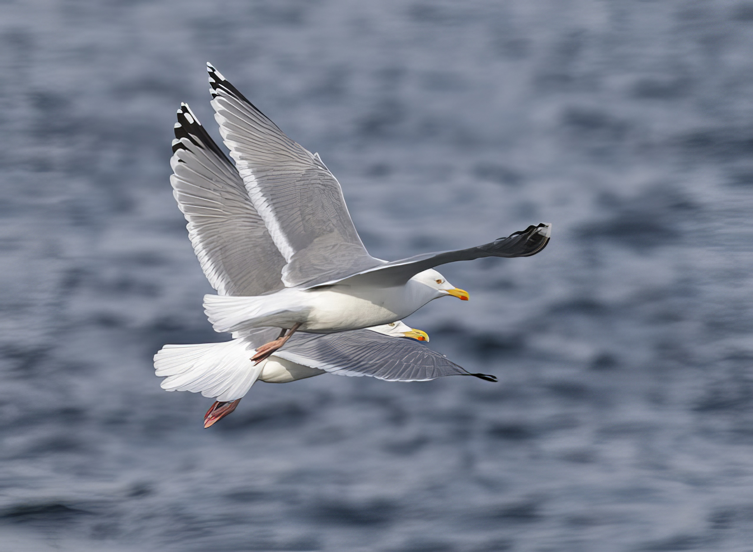 HerringGulls 28032013 NorthLincs GPCatley topaz enhance