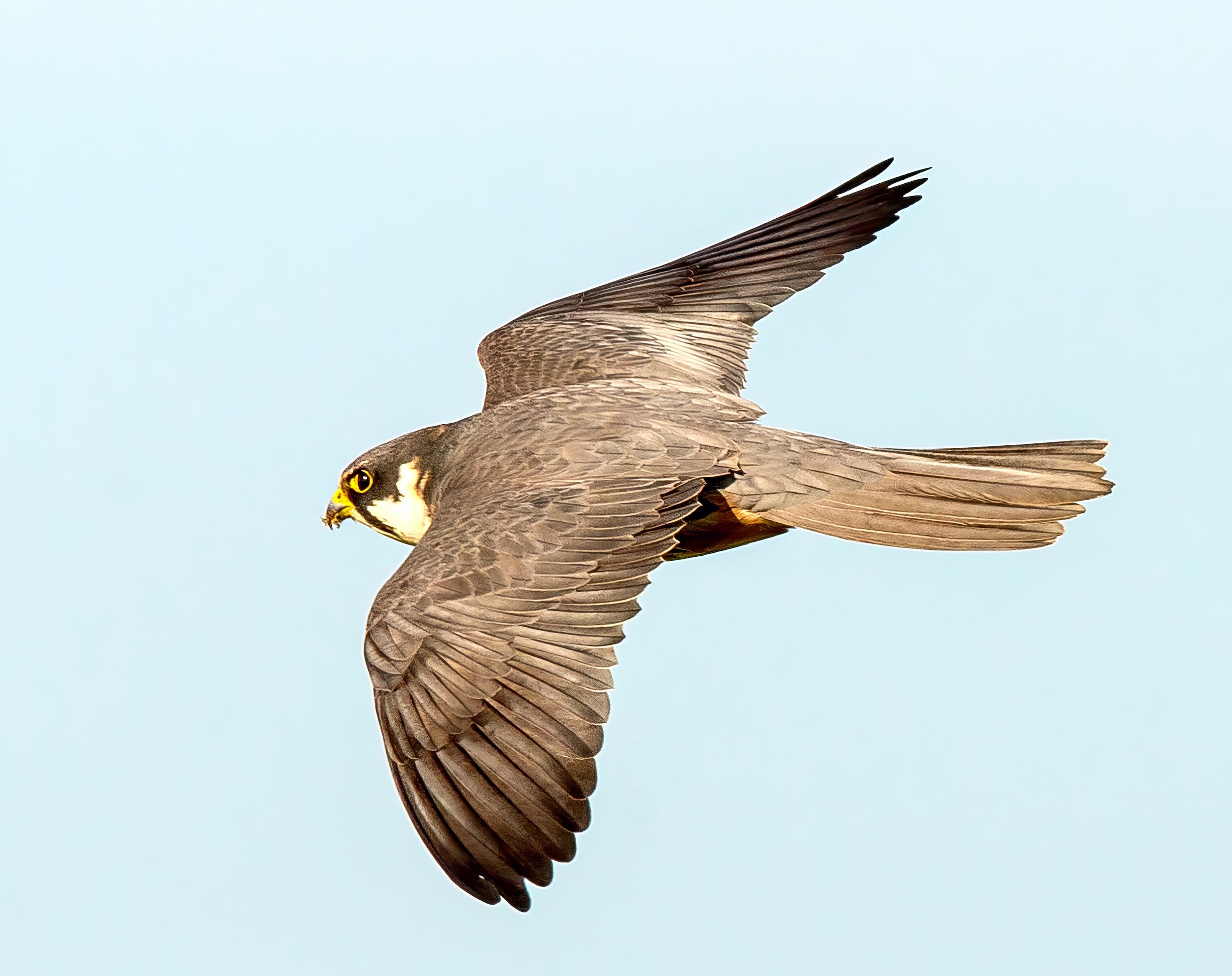 Hobby 130515 Rimac BMClarkson topaz enhance