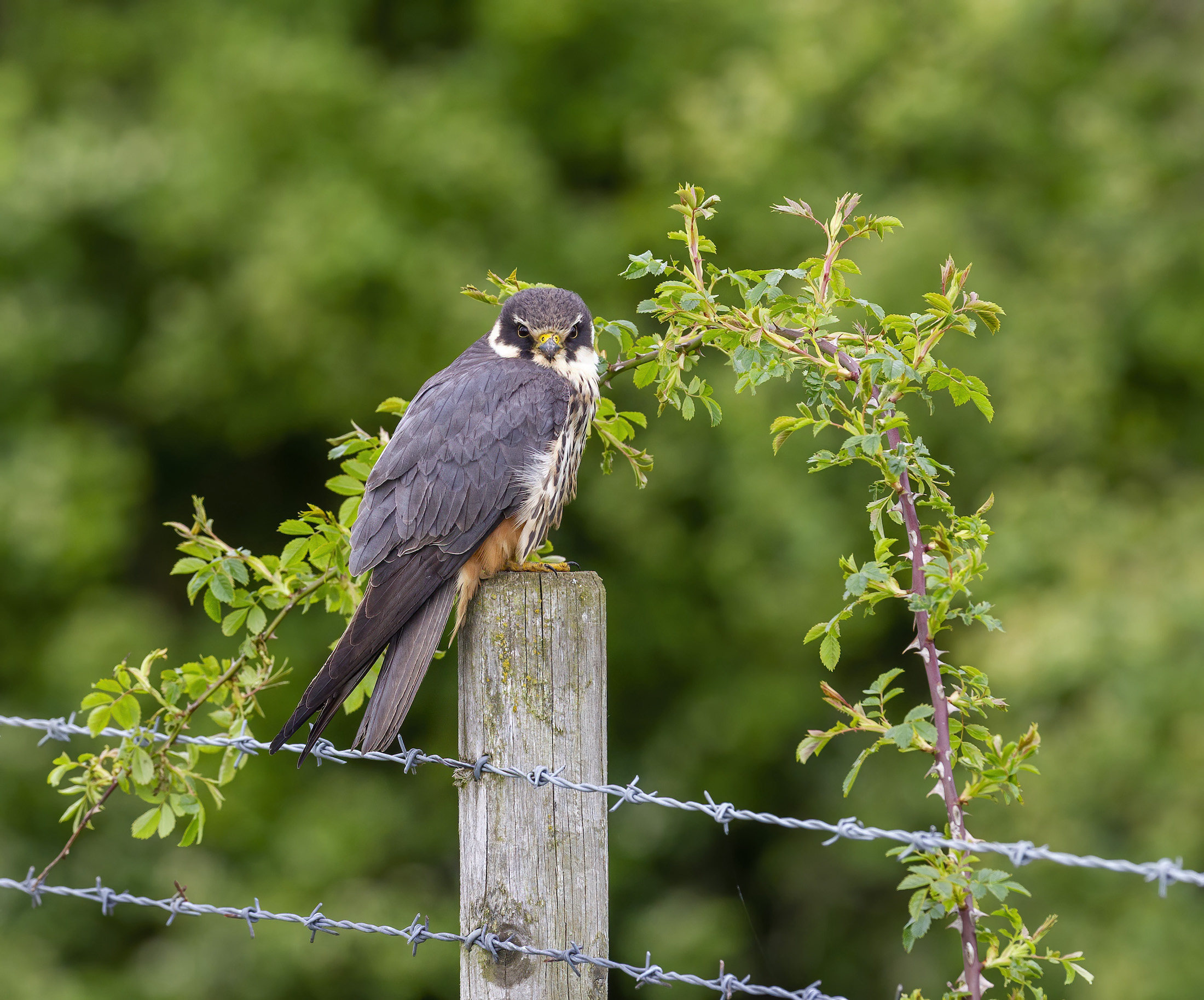 Hobby 220513 Hibaldstow GPCatley