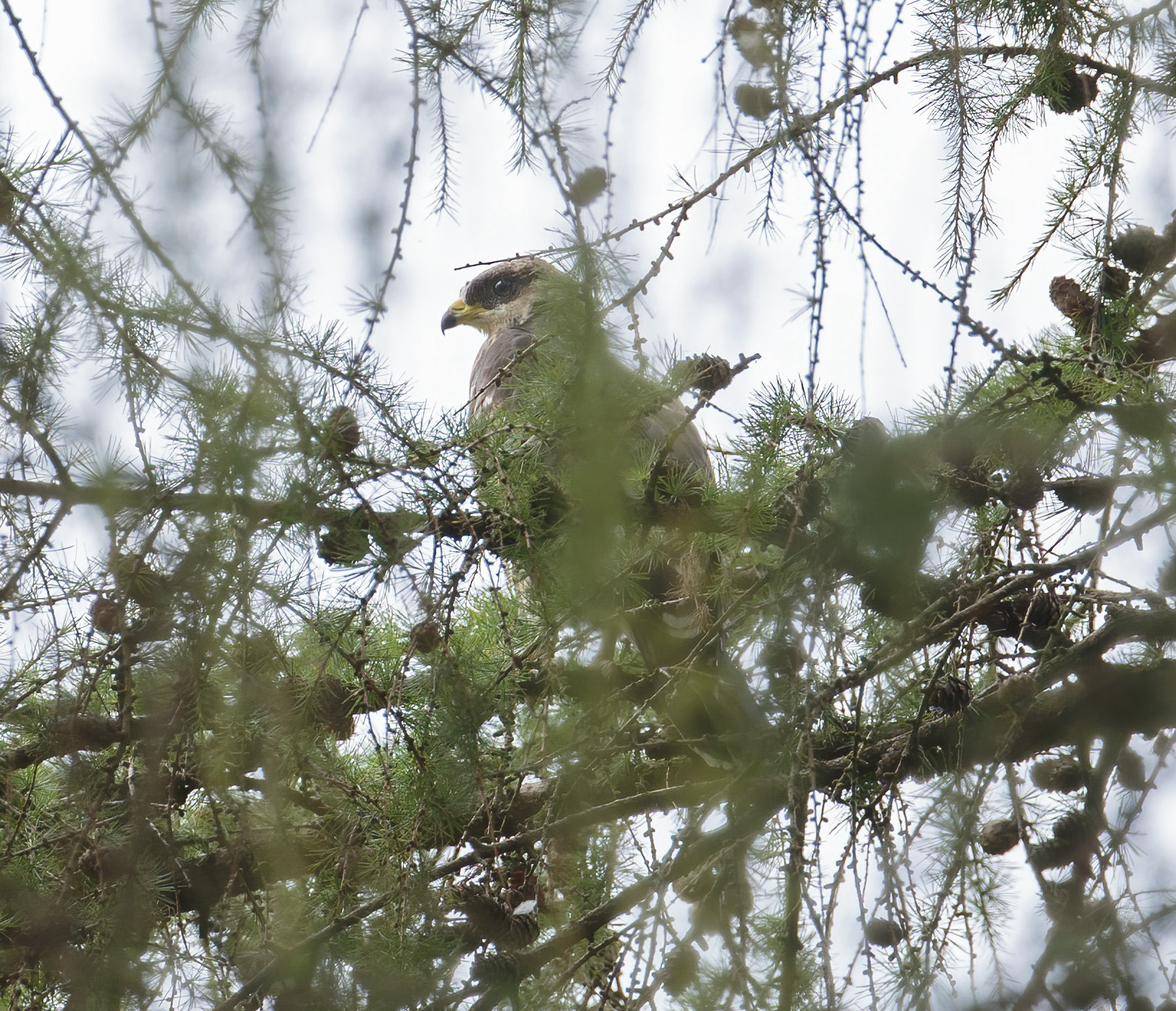 Honey buzzard juvenile Aug 22nd 2014 GPC 1