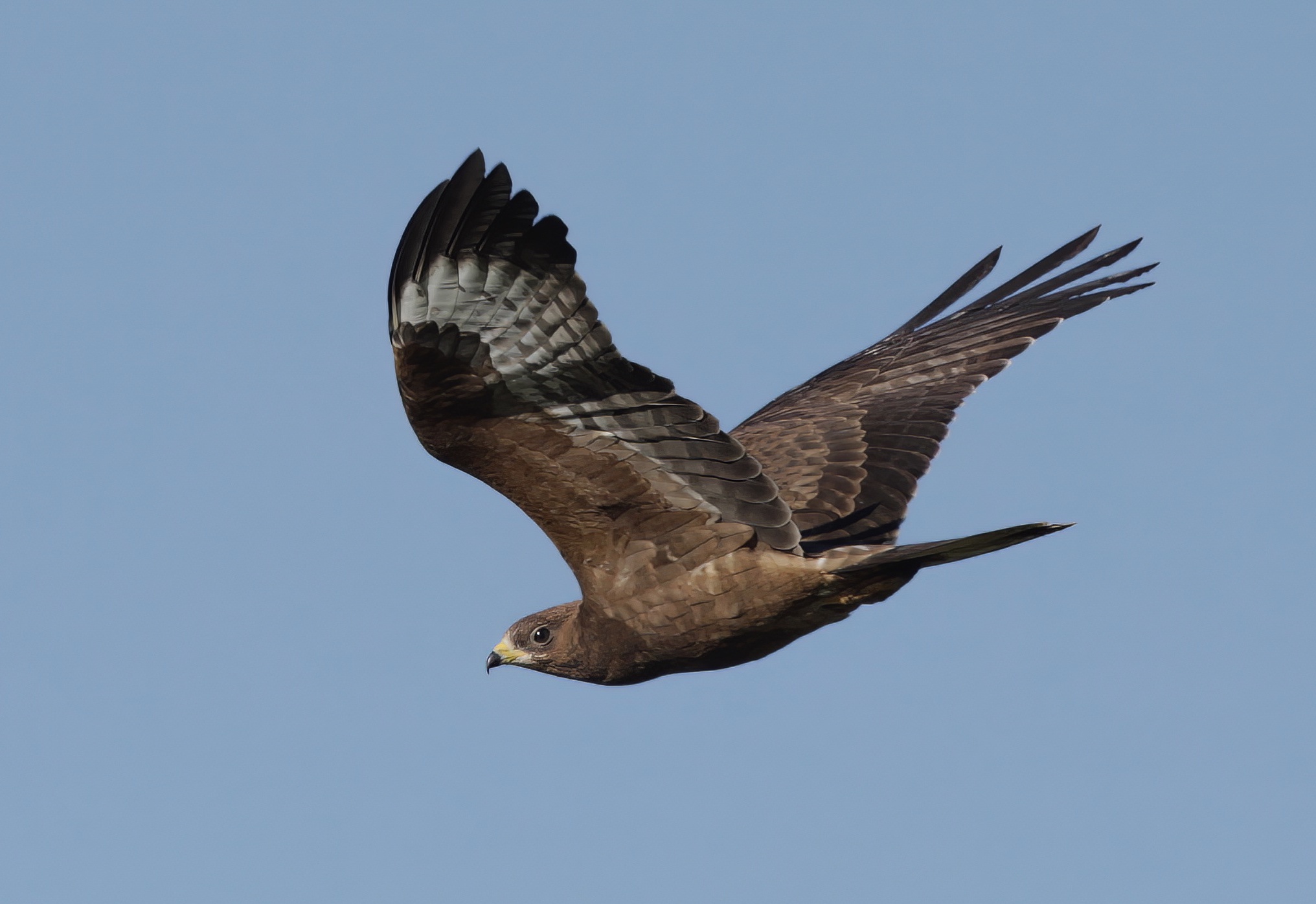 HoneyBuzzard 140911 FramptonMarsh NeilSmith topaz denoise