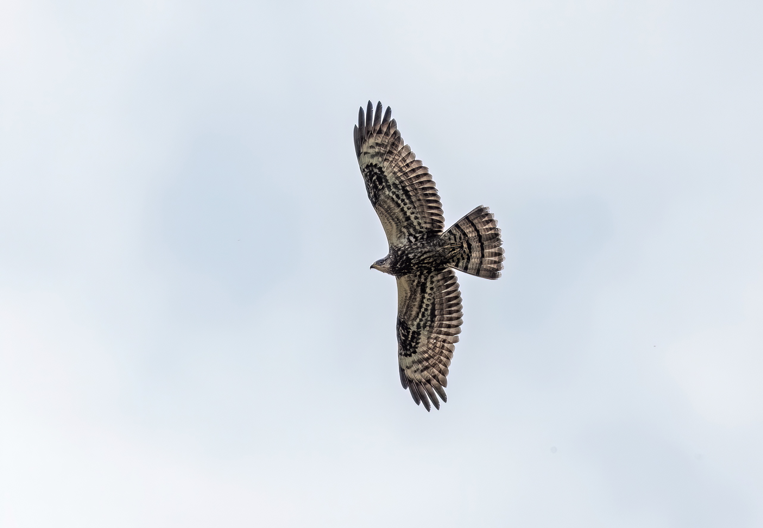 HoneyBuzzard juv Sept08 ThorntonAbbey GPCatley topaz denoise