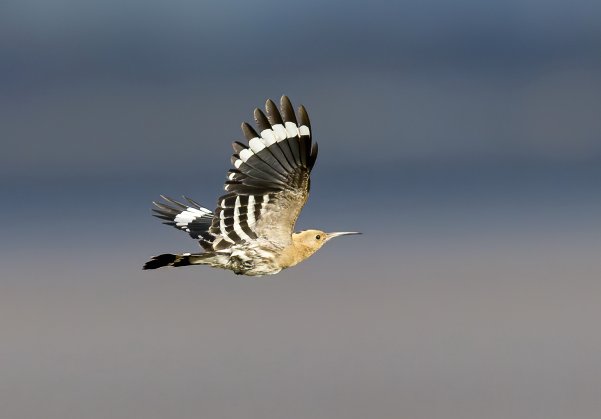 Hoopoe 061114 BartonPits GPCatley
