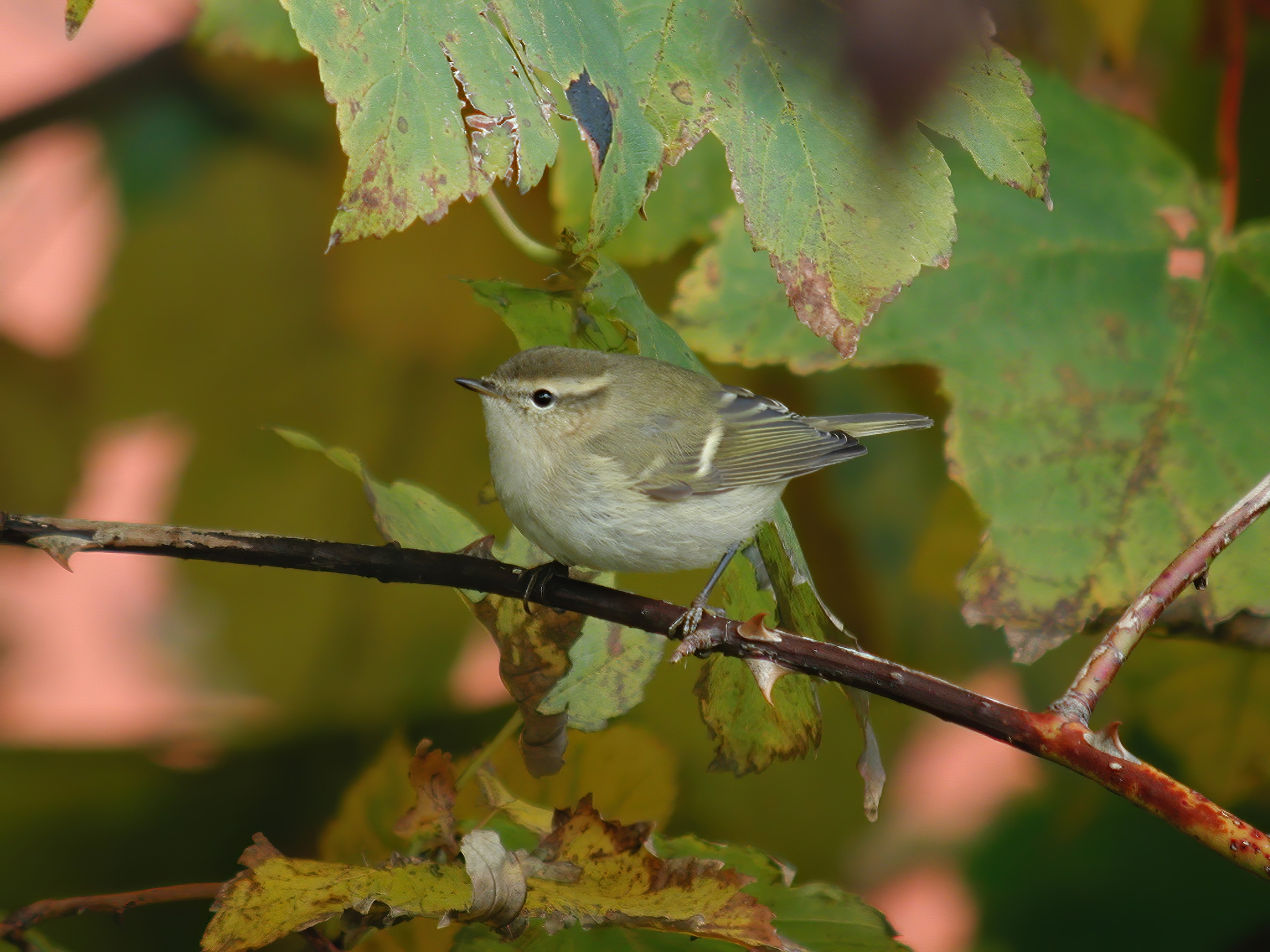 HumesWarbler Oct2013 GibPoint GPCatley topaz enhance
