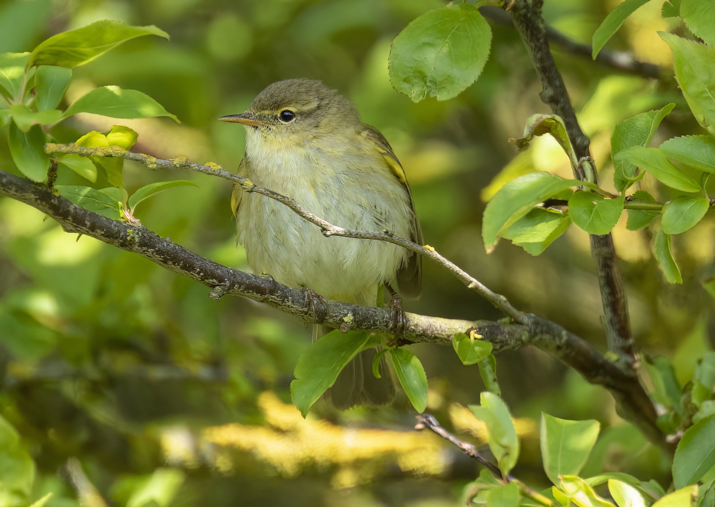 IberianChiffchaff 080519 GibPoint GPCatley topaz denoise enhance