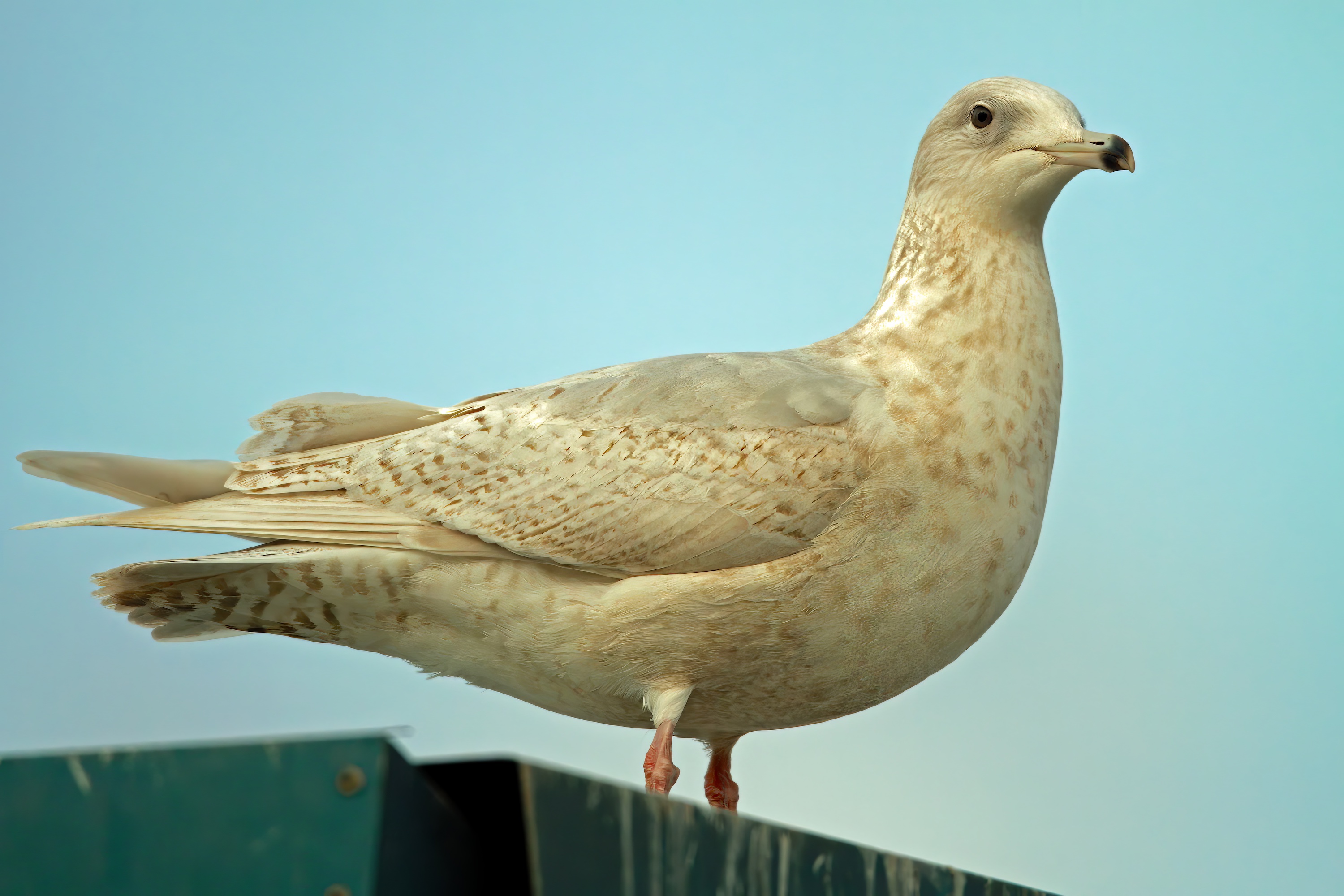 IcelandGull Jan2012 Grimsby Docks MTarrant