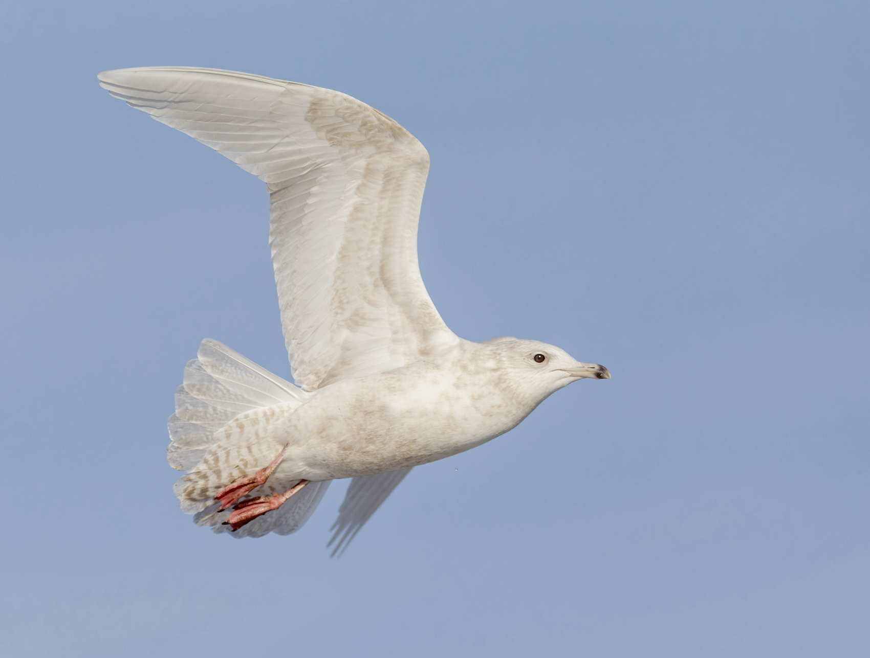 Iceland Gull Grimsby Docks February 2012 G P Catley