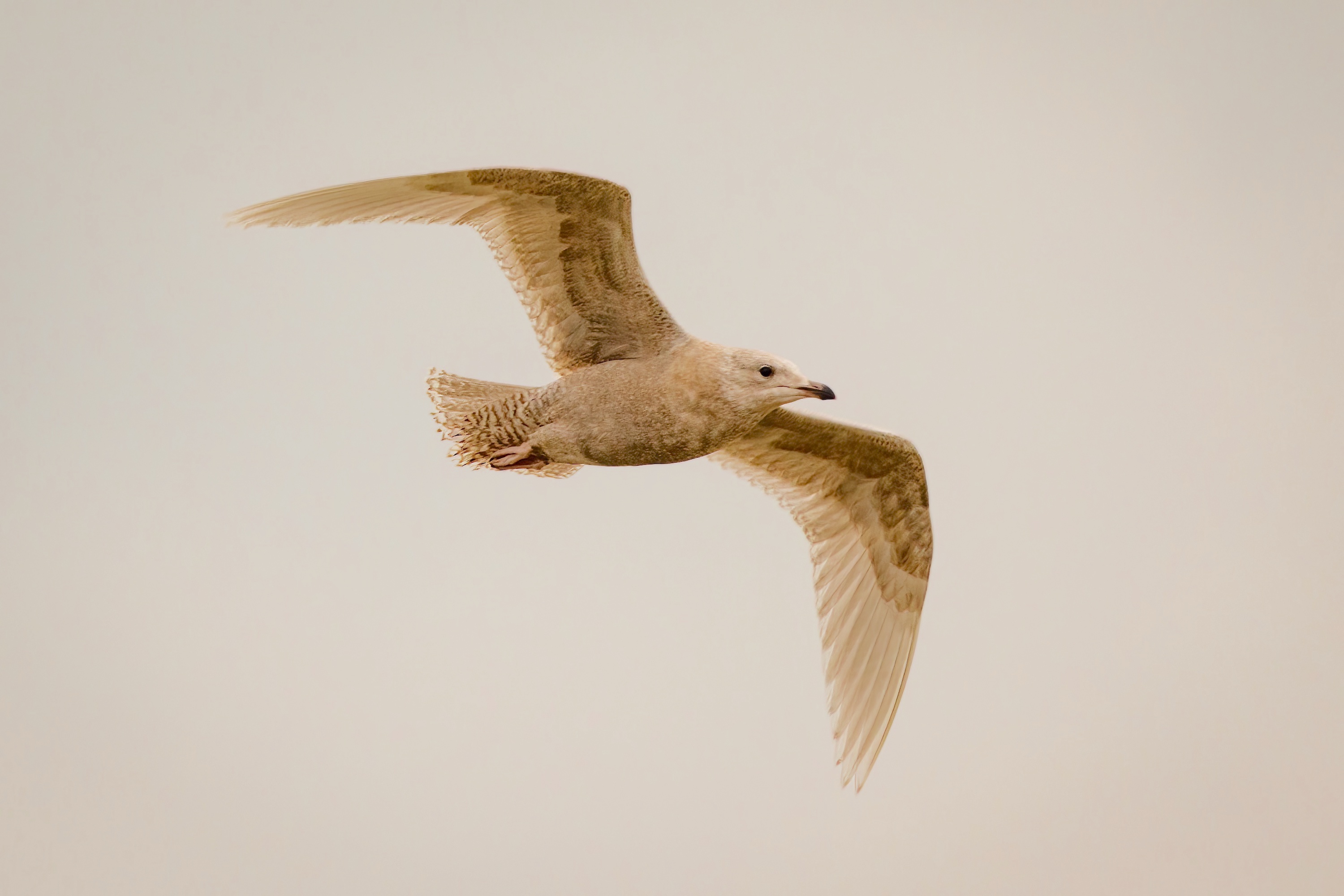 Iceland Gull Manby 16 1 17 JRC 6736 topaz denoise sharpen