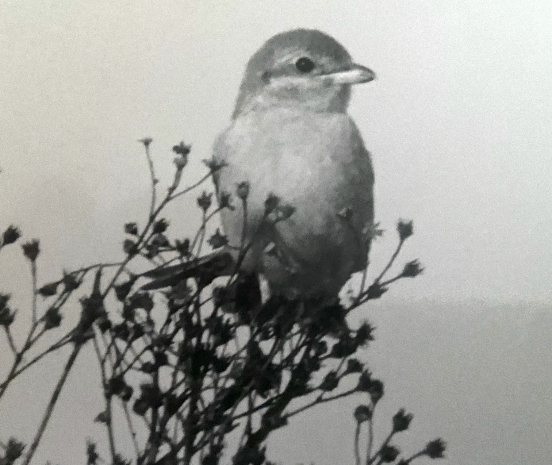 IsabellineShrike1 281078 DonnaNook KAtkin