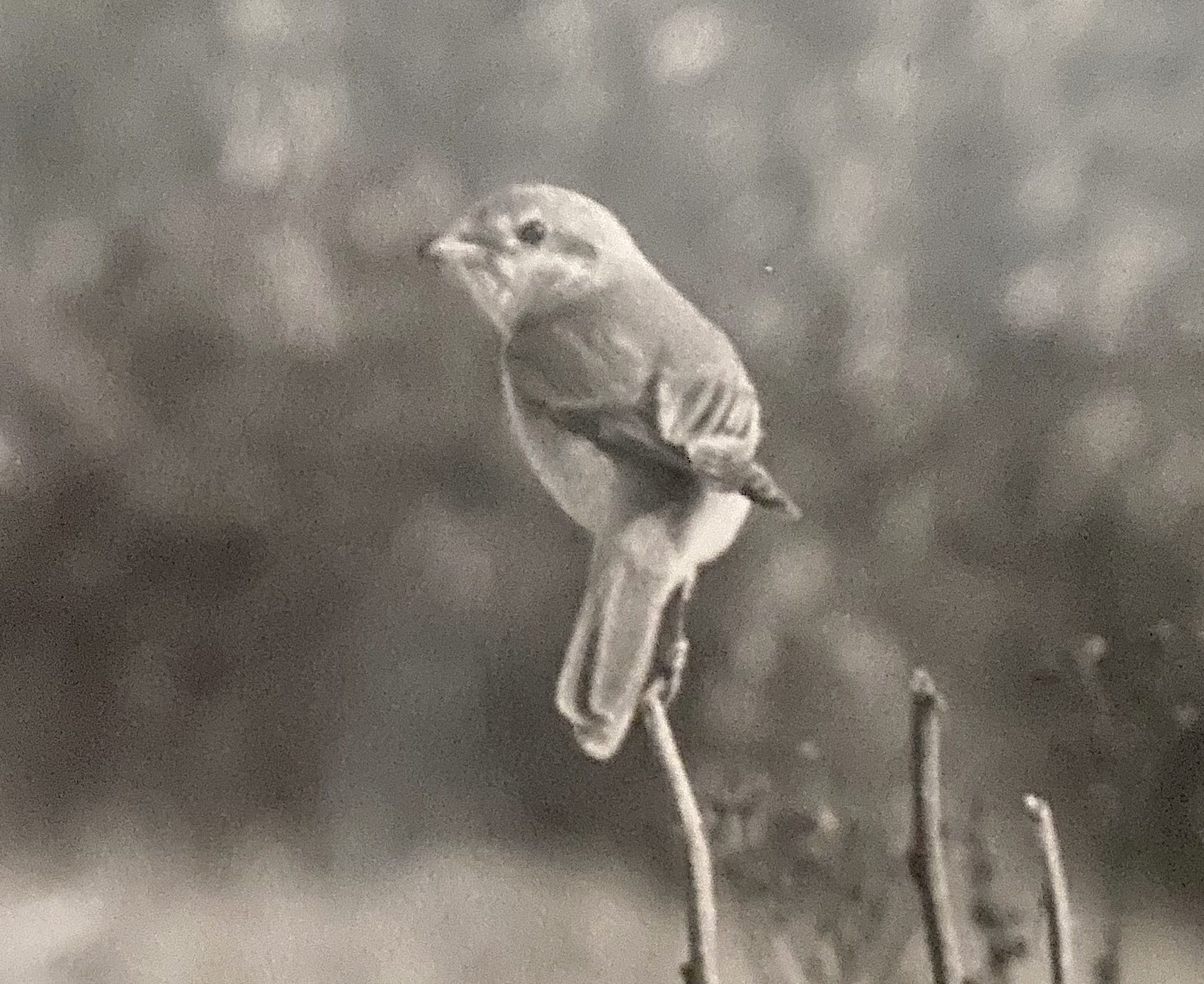 IsabellineShrike2 281078 DonnaNook KAtkin