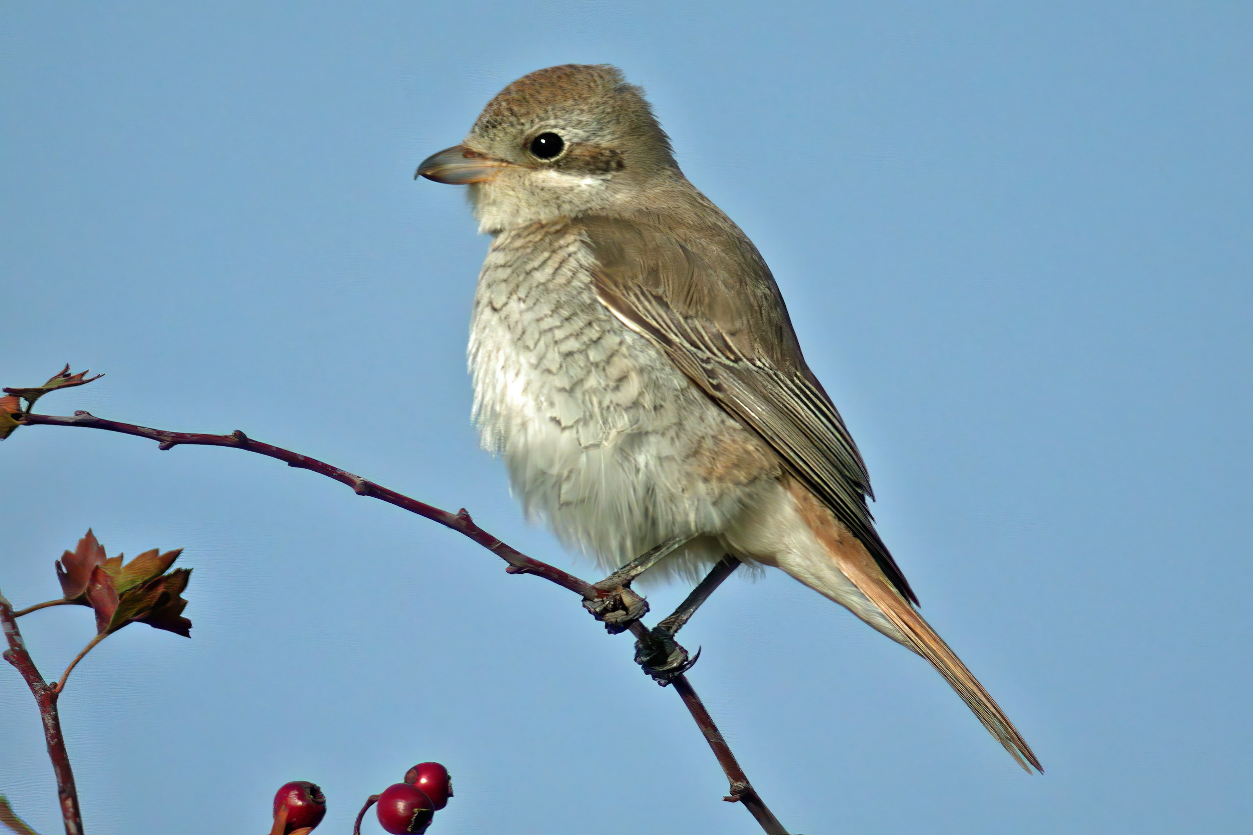 IsabellineShrike 131003 DonnaNook MJTarrant topaz enhance