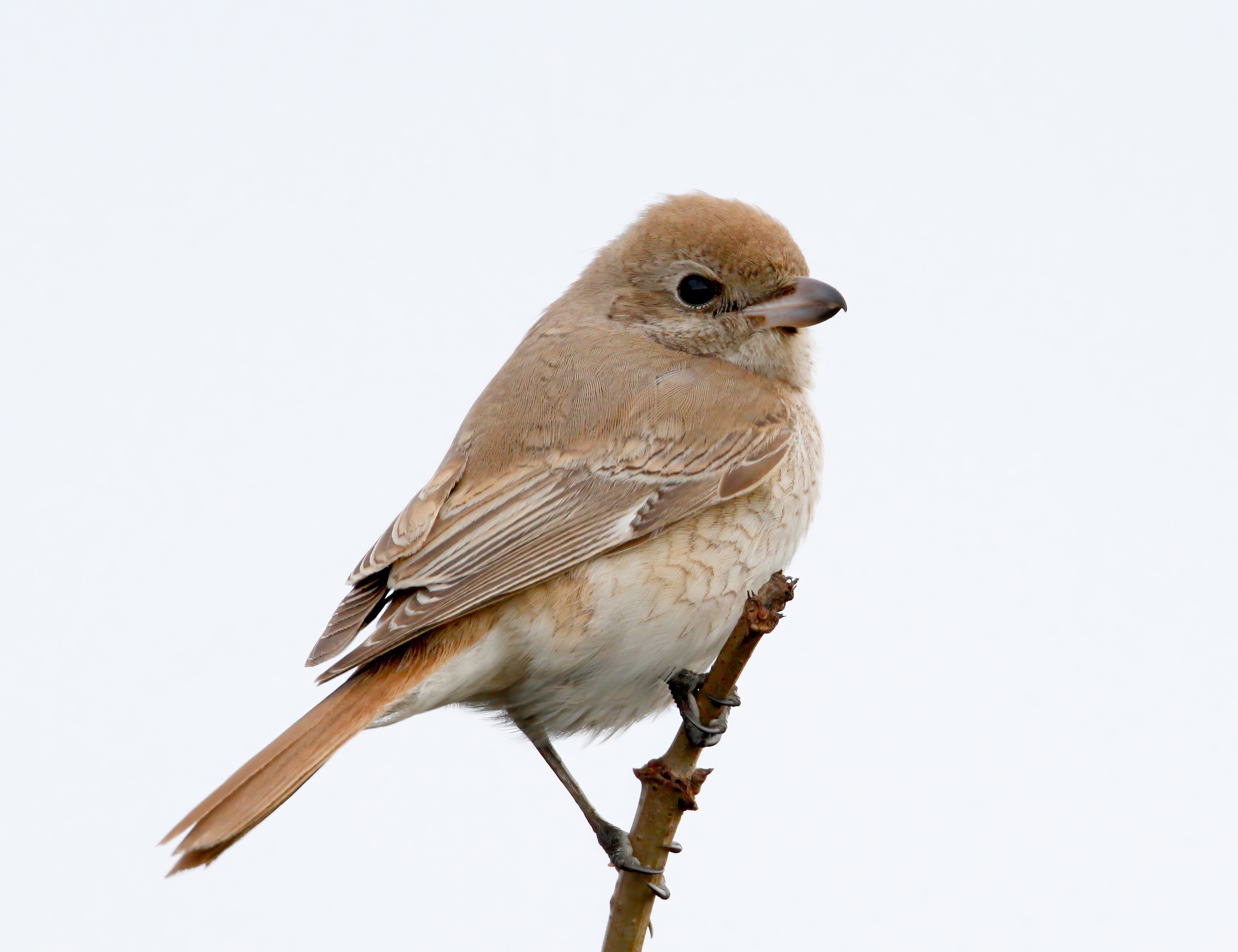 IsabellineShrike 201013 Donna Nook MJTarrant topaz enhance