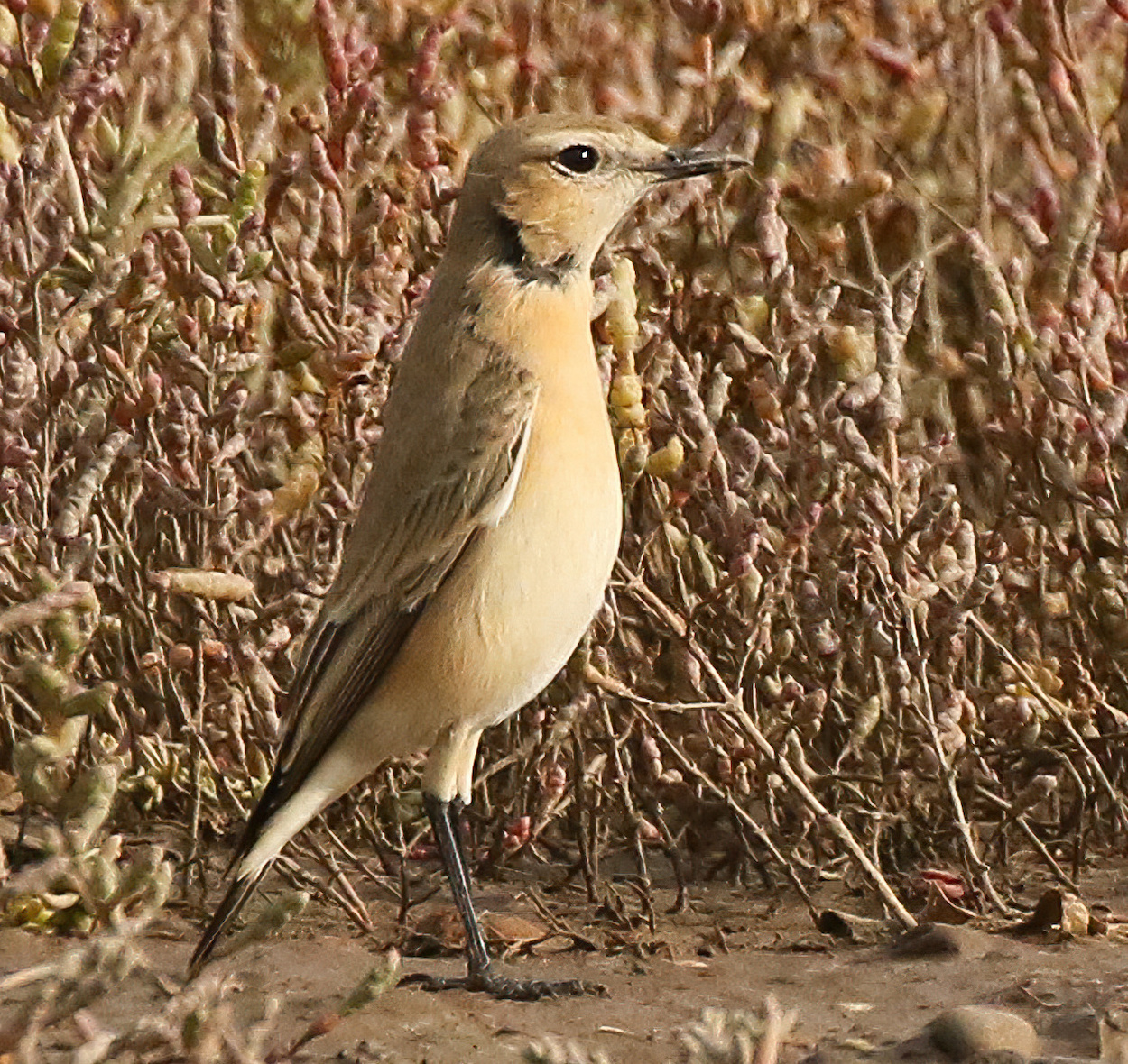 IsabellineWheatear 220919 GibPoint JRClarkson SharpenAI Motion