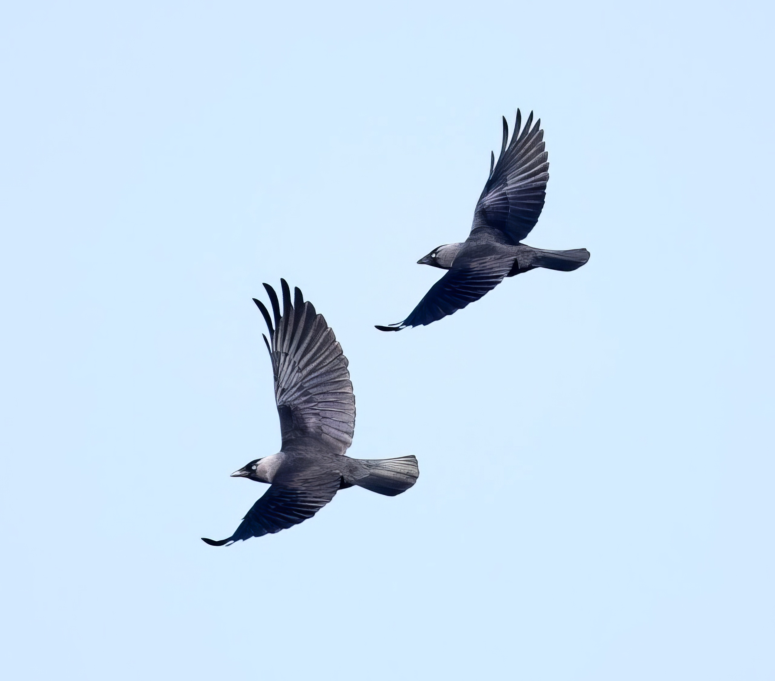Jackdaw 030517 NorthLincs GPCatley topaz enhance