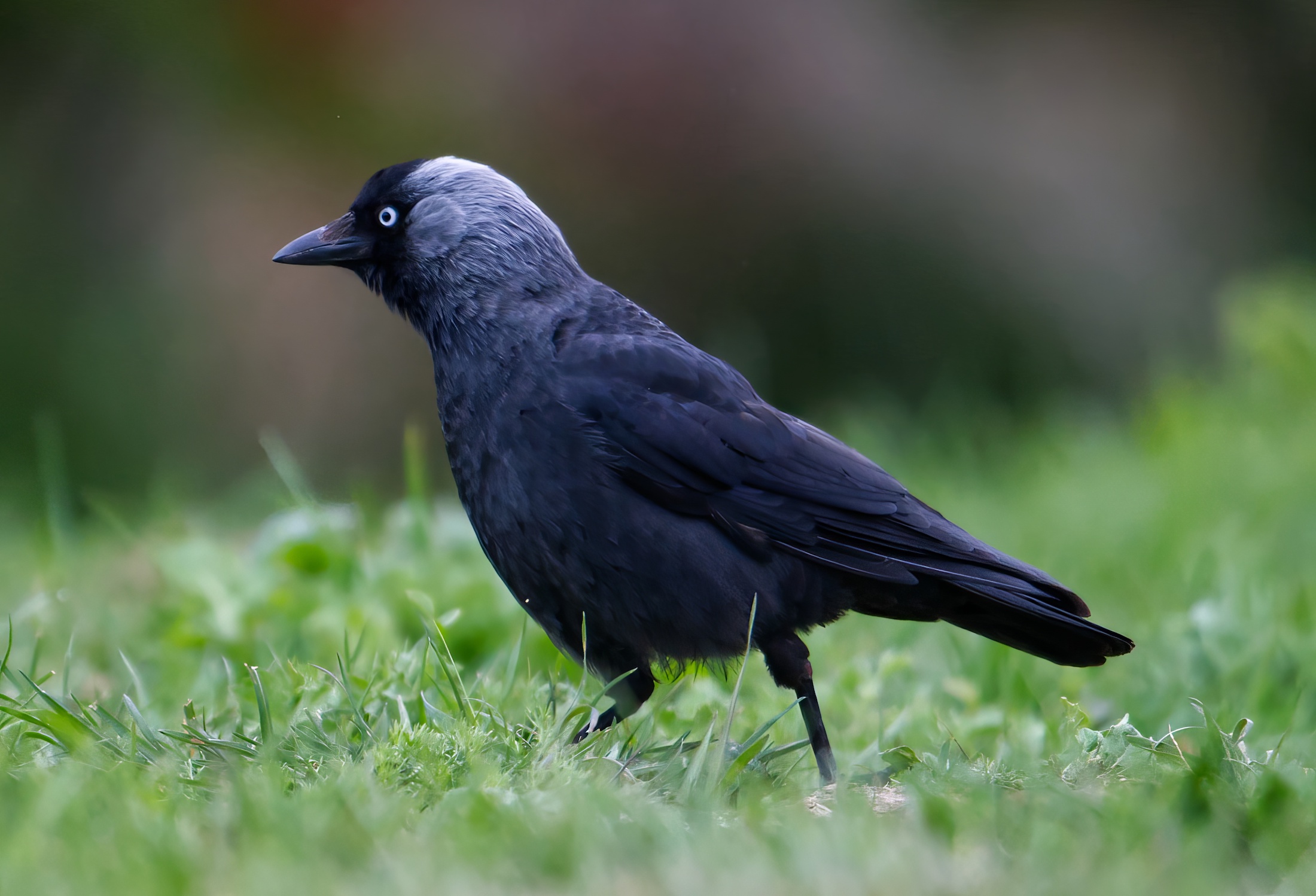 Jackdaw 2018 SLincs SKeightley topaz enhance