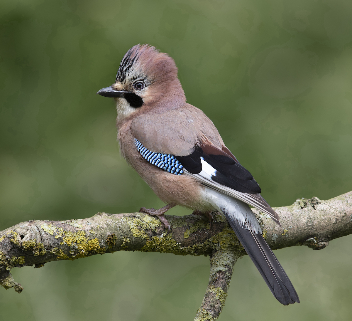 Jay 150620 Baumber RTelfer