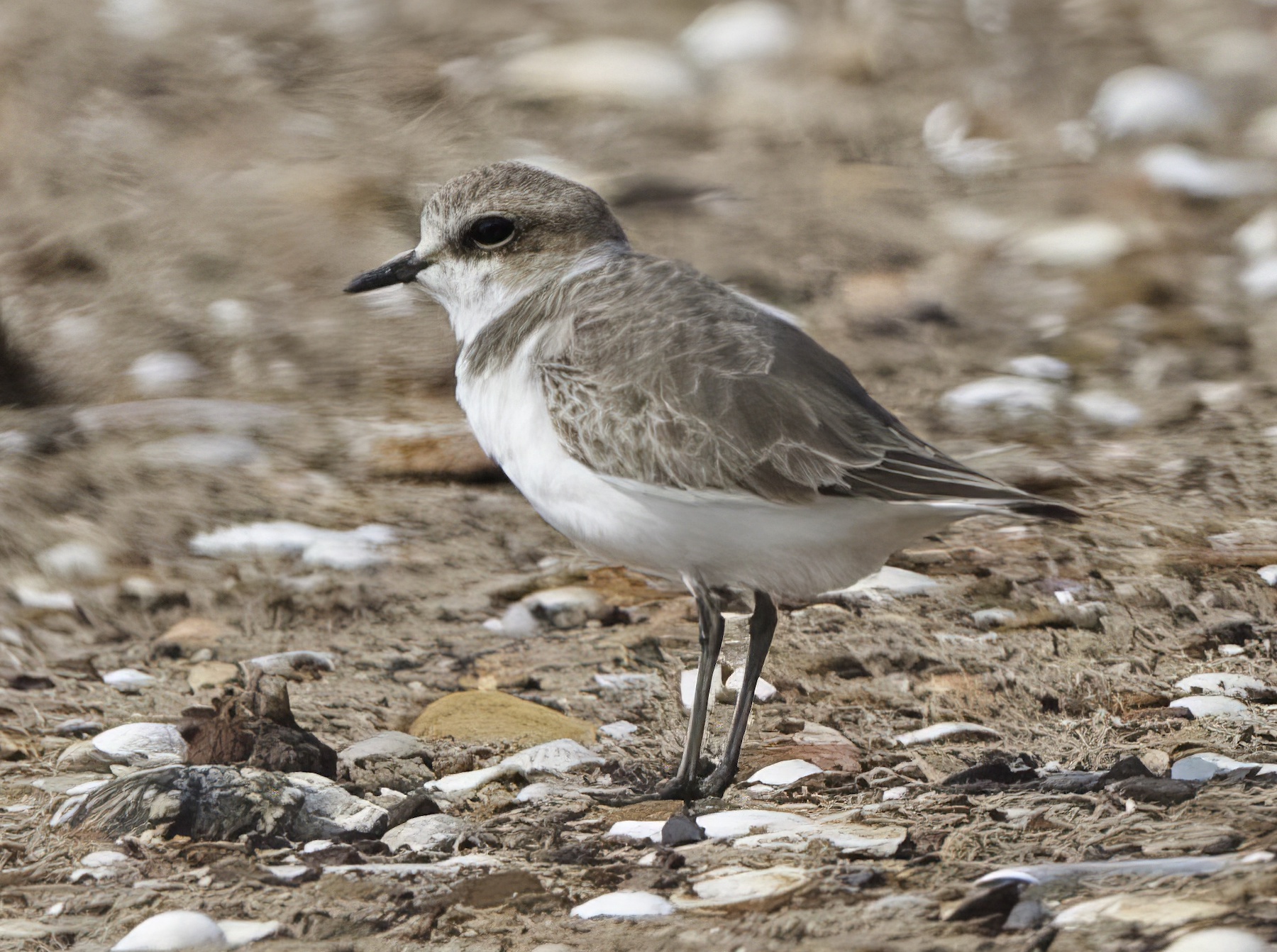 KentishPlover2 240811 Rimac GPCatley topaz enhance