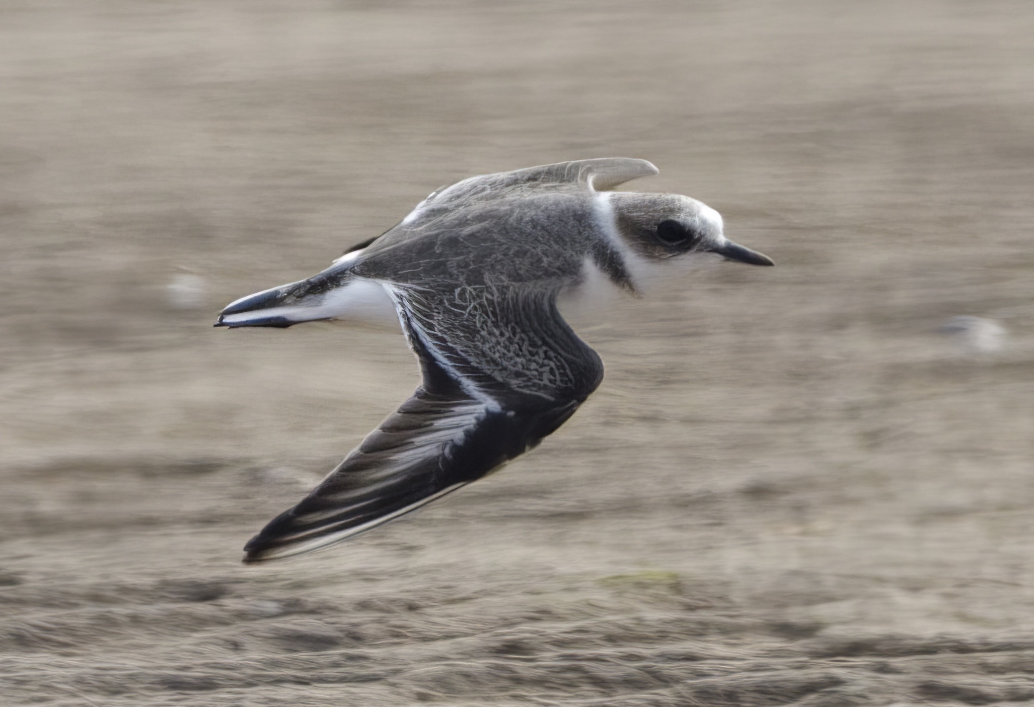 KentishPlover3 240811 Rimac GPCatley topaz enhance