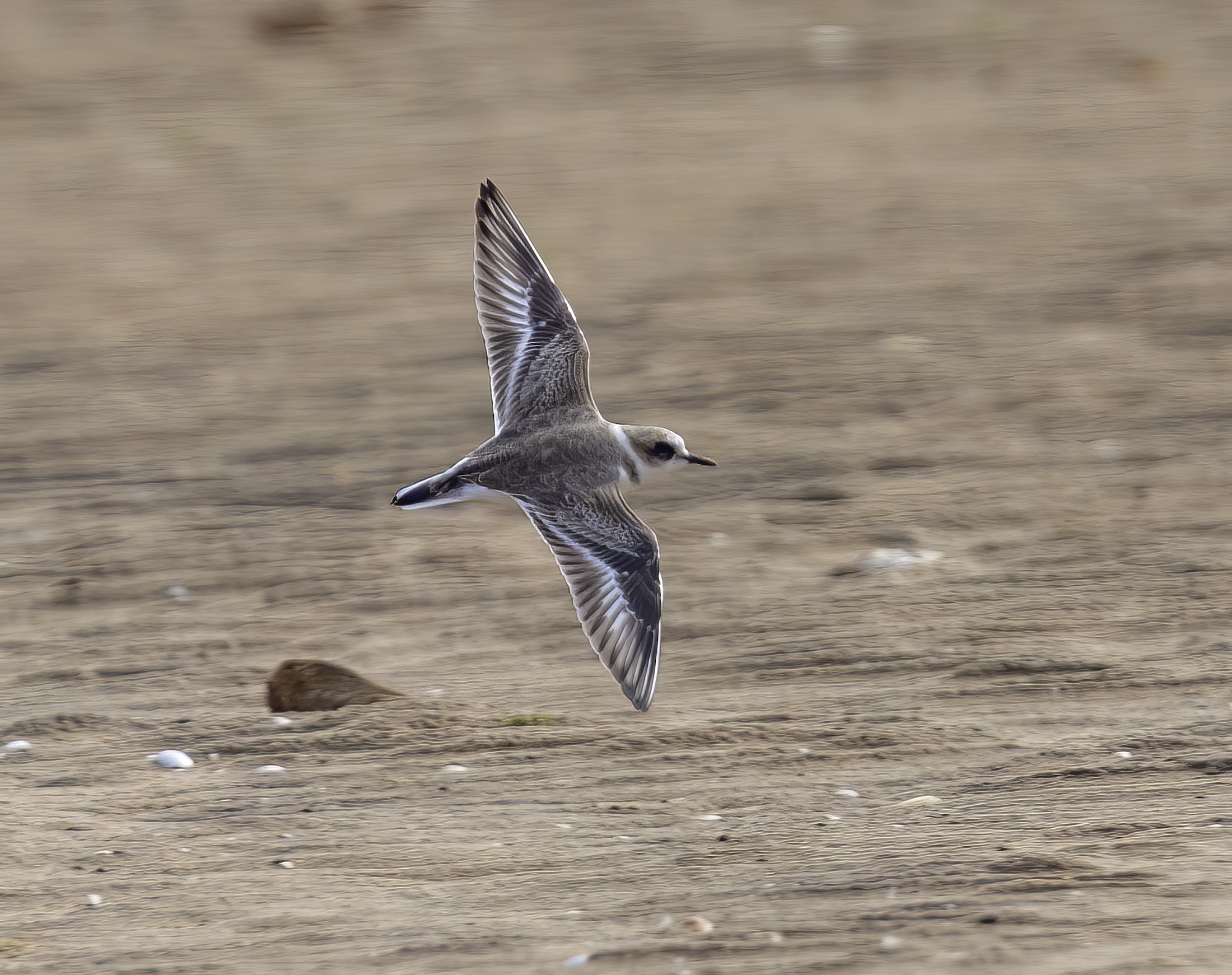 KentishPlover August2011 Rimac GPCatley topaz denoise enhance