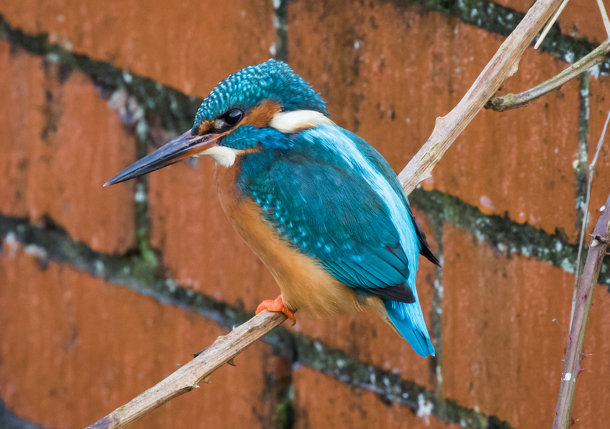 Kingfisher 220118 Louth JRClarkson