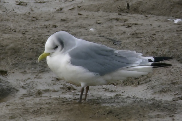 Kittiwake BostonTip PSullivan topaz denoise