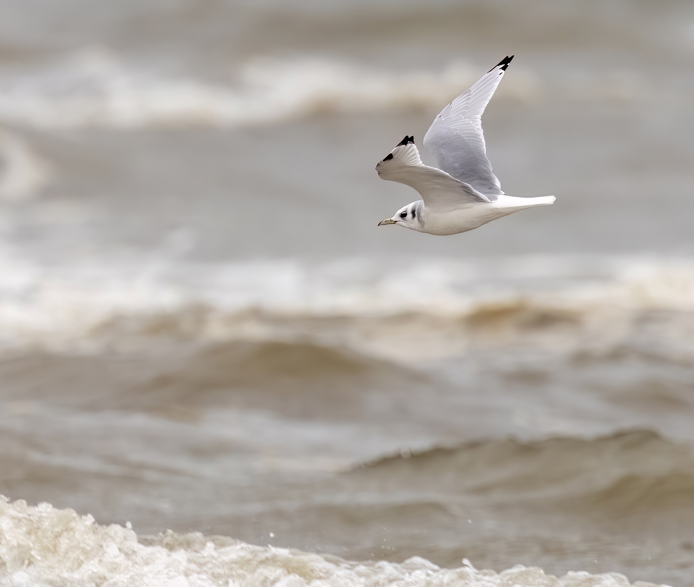 Kittiwake Rimac August 2020 G P Catley topaz denoise