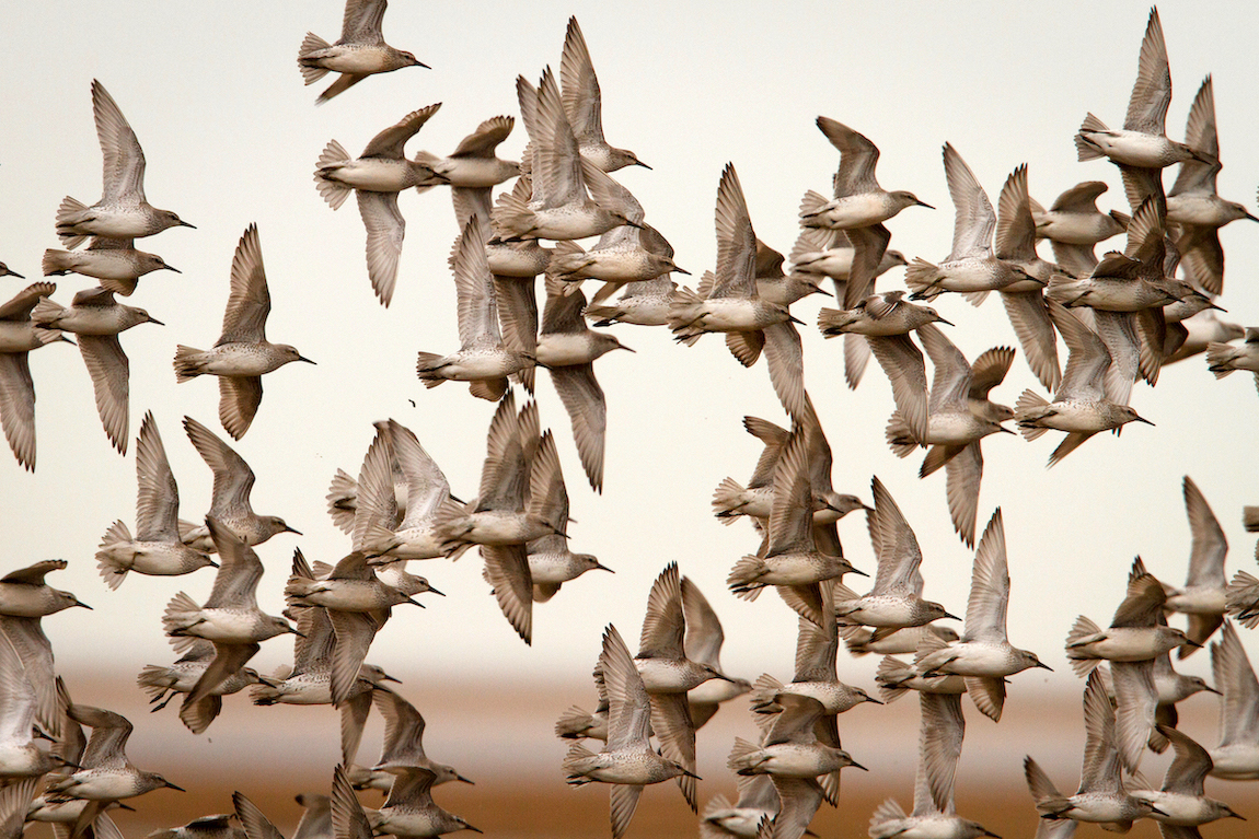 Knot 050315 DonnaNook JRClarkson