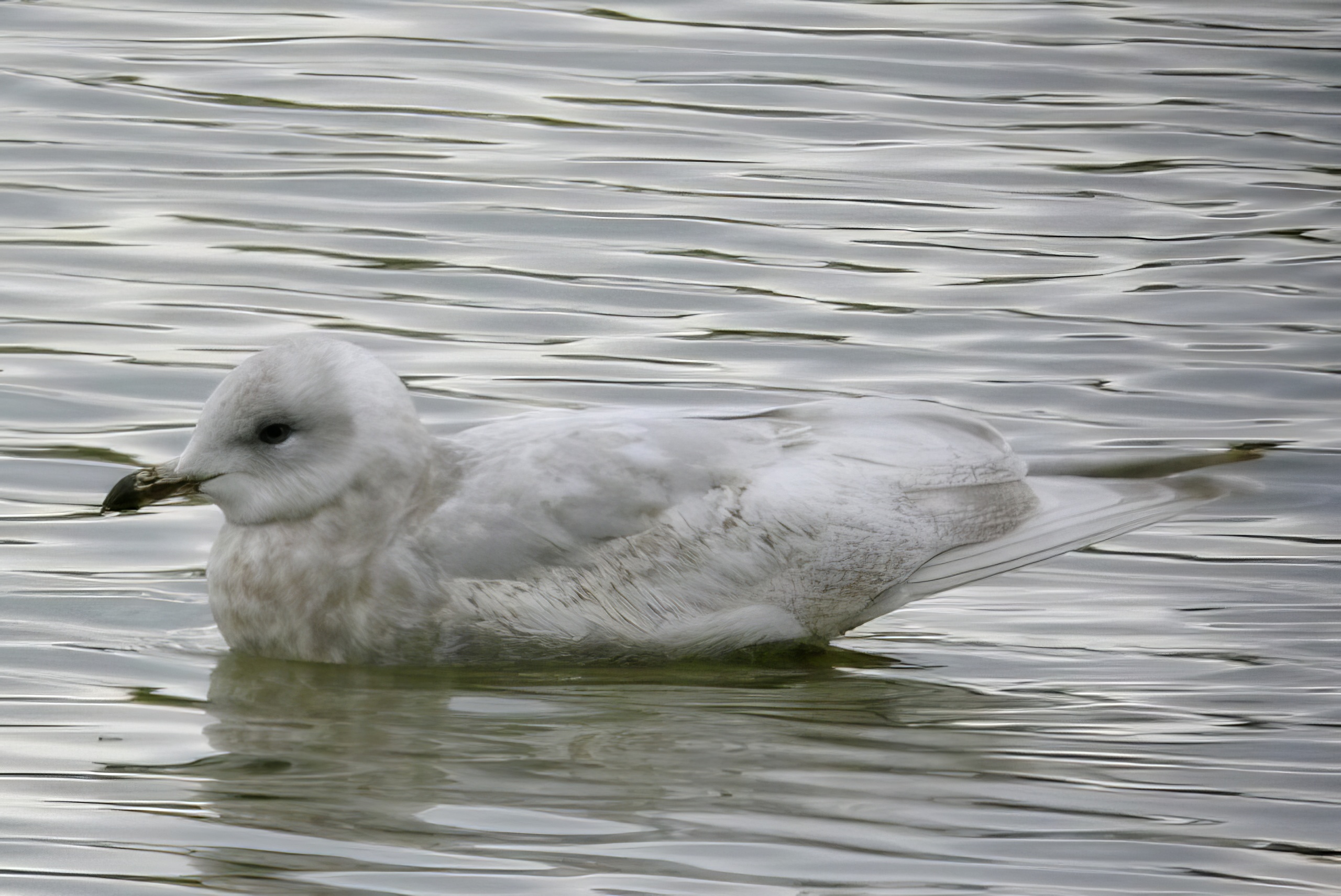 KumliensGull 020212 BostonTip PSullivan topaz enhance