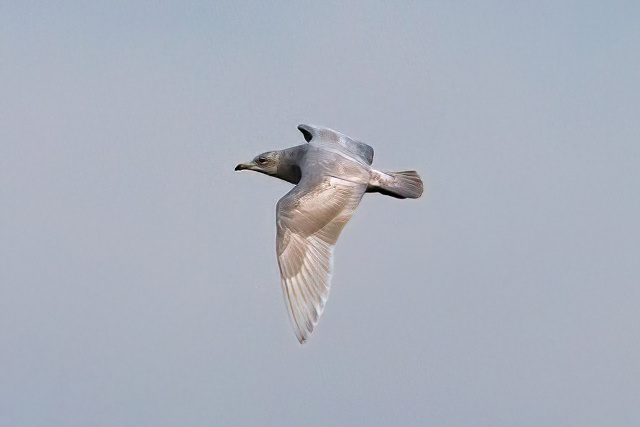 KumliensGull 130212 FramptonMarsh ATate SharpenAI Focus