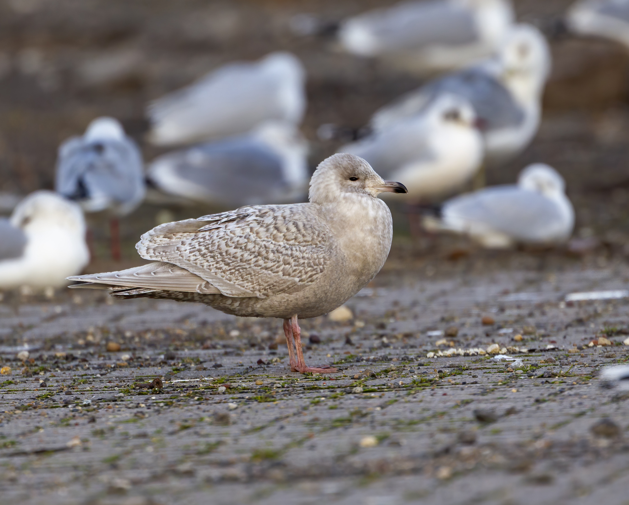 KumliensGull Feb2012 GrimsbyDocks GPCatley