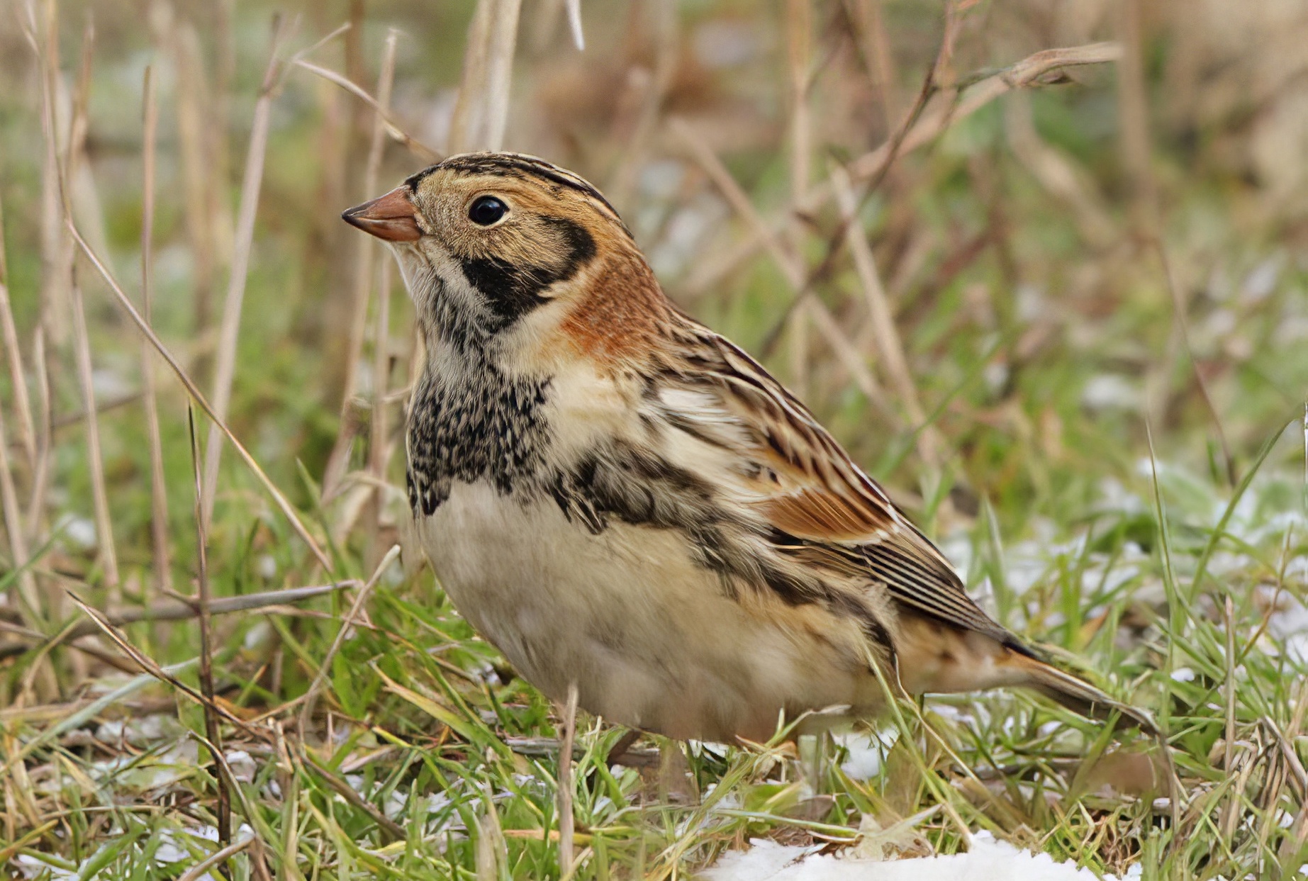 LaplandBunting 010110 FramptonMarsh NeilSmith topaz enhance