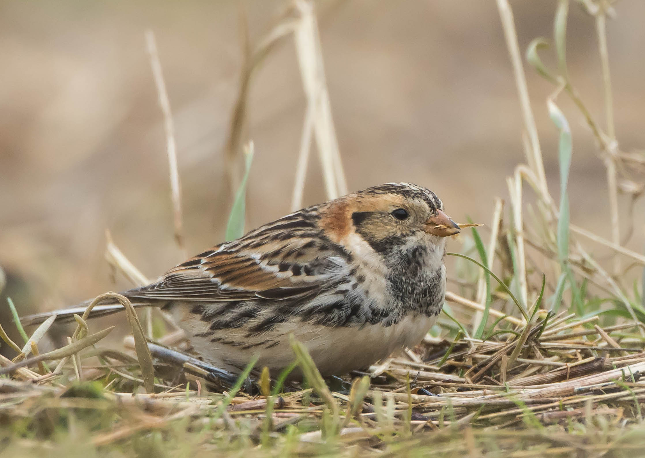 LaplandBunting 120217 DonnaNook MarkDJohnson