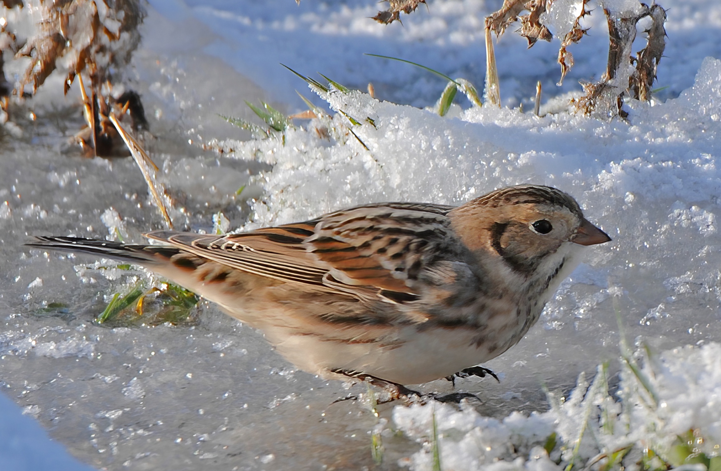 LaplandBunting 191209 FramptonMarsh SKeightley topaz enhance sharpen