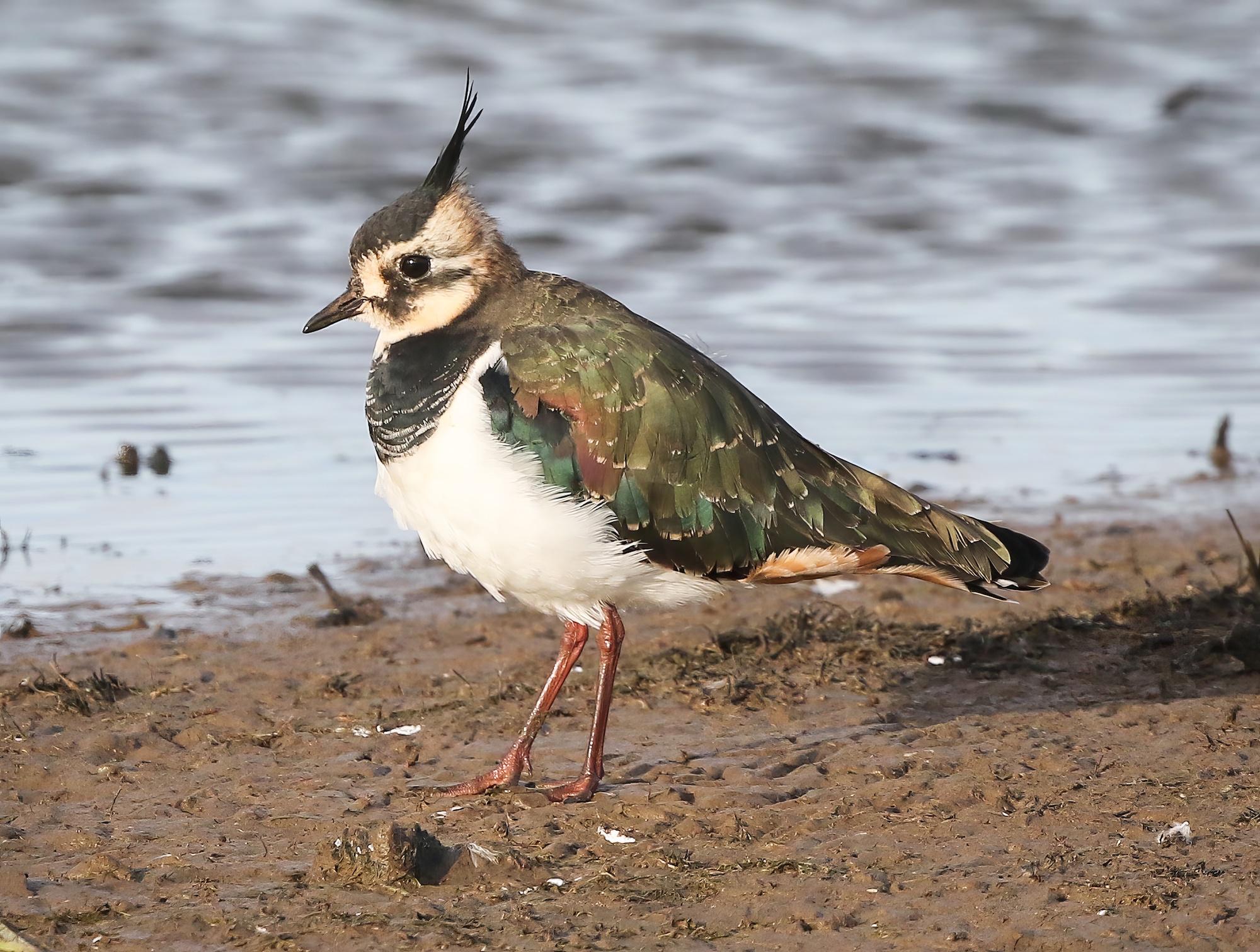 Lapwing020919FramptonMarsh JRClarkson topaz enhance