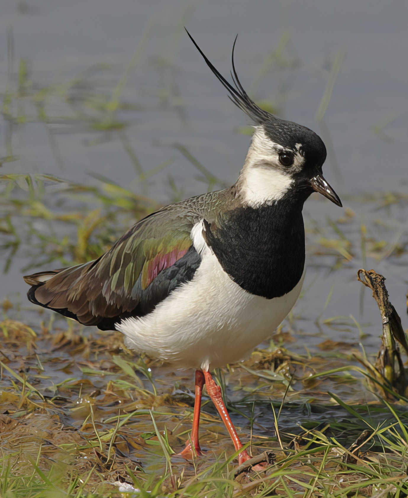 Lapwing 190510 FramptonMarsh NeilSmith topaz enhance
